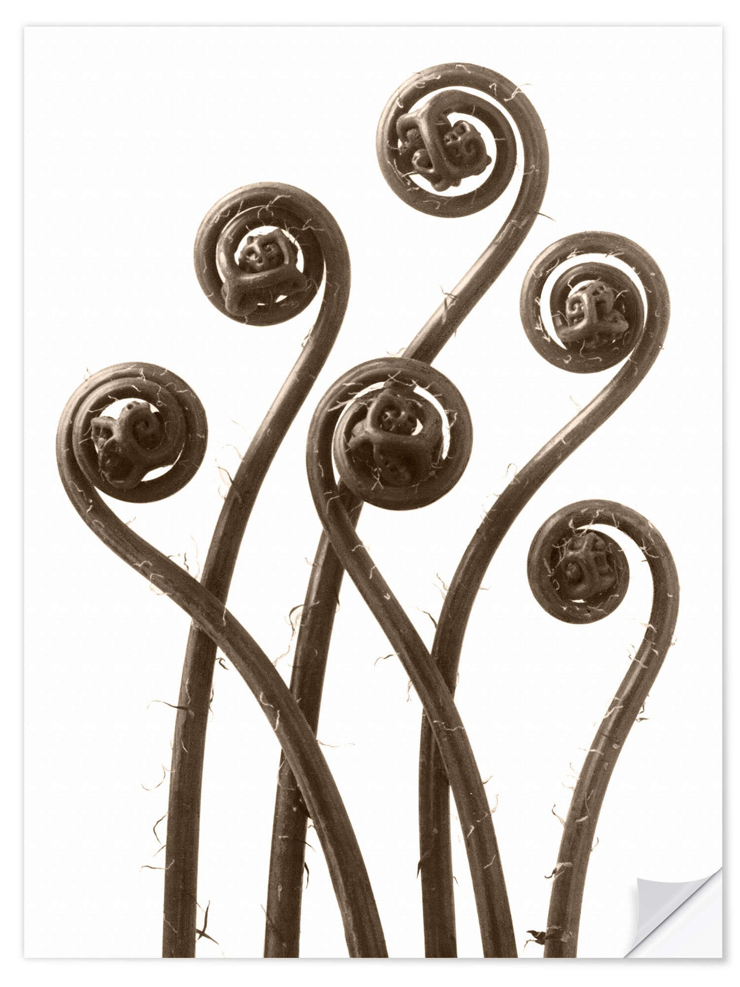 Posterlounge Wandfolie Karl Blossfeldt, Frauenhaarfarn, Wohnzimmer Fotografie