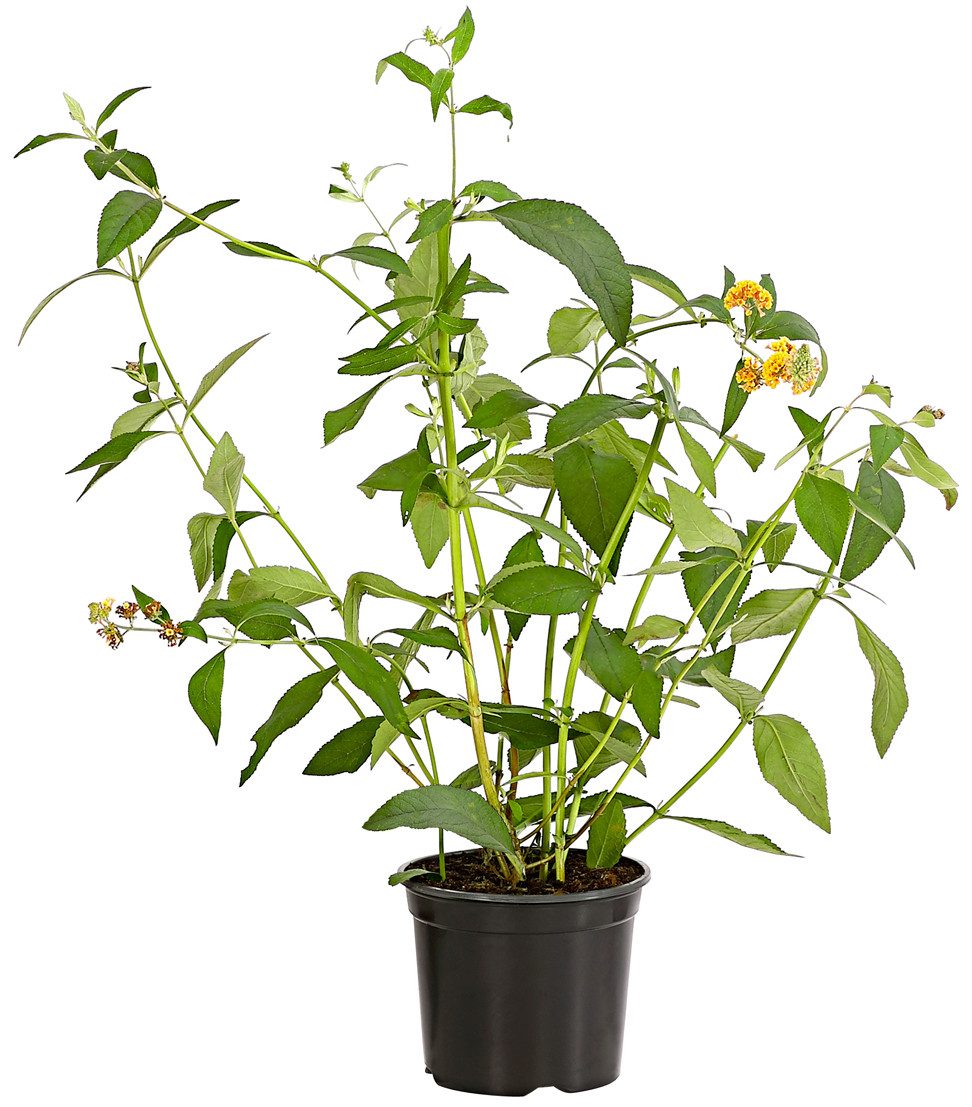 Dehner Zierstrauch Gelber Sommerflieder, Buddleja x weyeriana, Rarität, winterharter Zierstrauch mit leuchtend gelben Blütenrispen