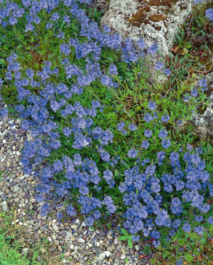 Pflanzen für Dich Staude Veronica repens, 1 St., Kriech-Ehrenpreis