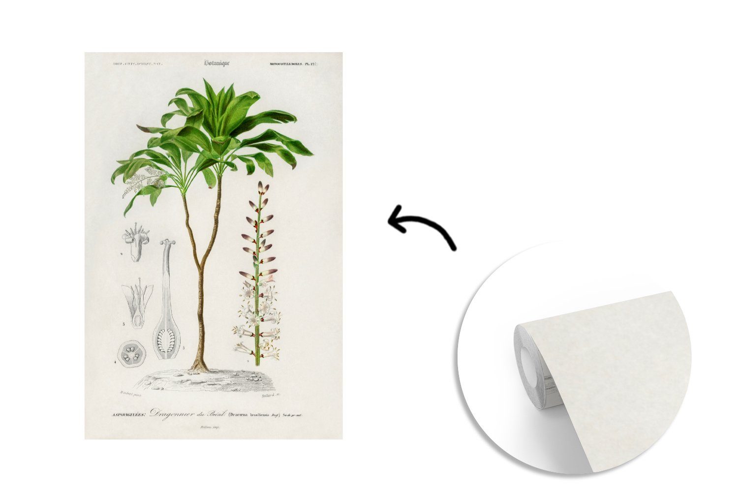Fototapete St), Pflanze Vinyl für Wandtapete - (3 oder Tapete Wohnzimmer - Matt, MuchoWow Jahrgang Schlafzimmer, Botanica, bedruckt,