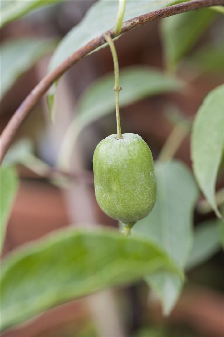 Pflanzen für Dich Obstpflanze Actinidia arguta Issai, 1 St., Kiwibeere, Honigbeere, selbstfruchtend, vitaminreich