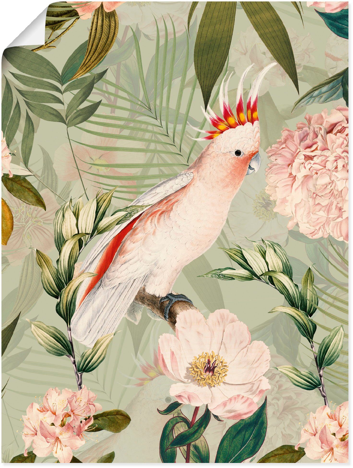 versch. in Wandbild Artland Poster Papagei, oder Größen Vogelbilder als Wandaufkleber Alubild, Leinwandbild, (1 St), Vintage
