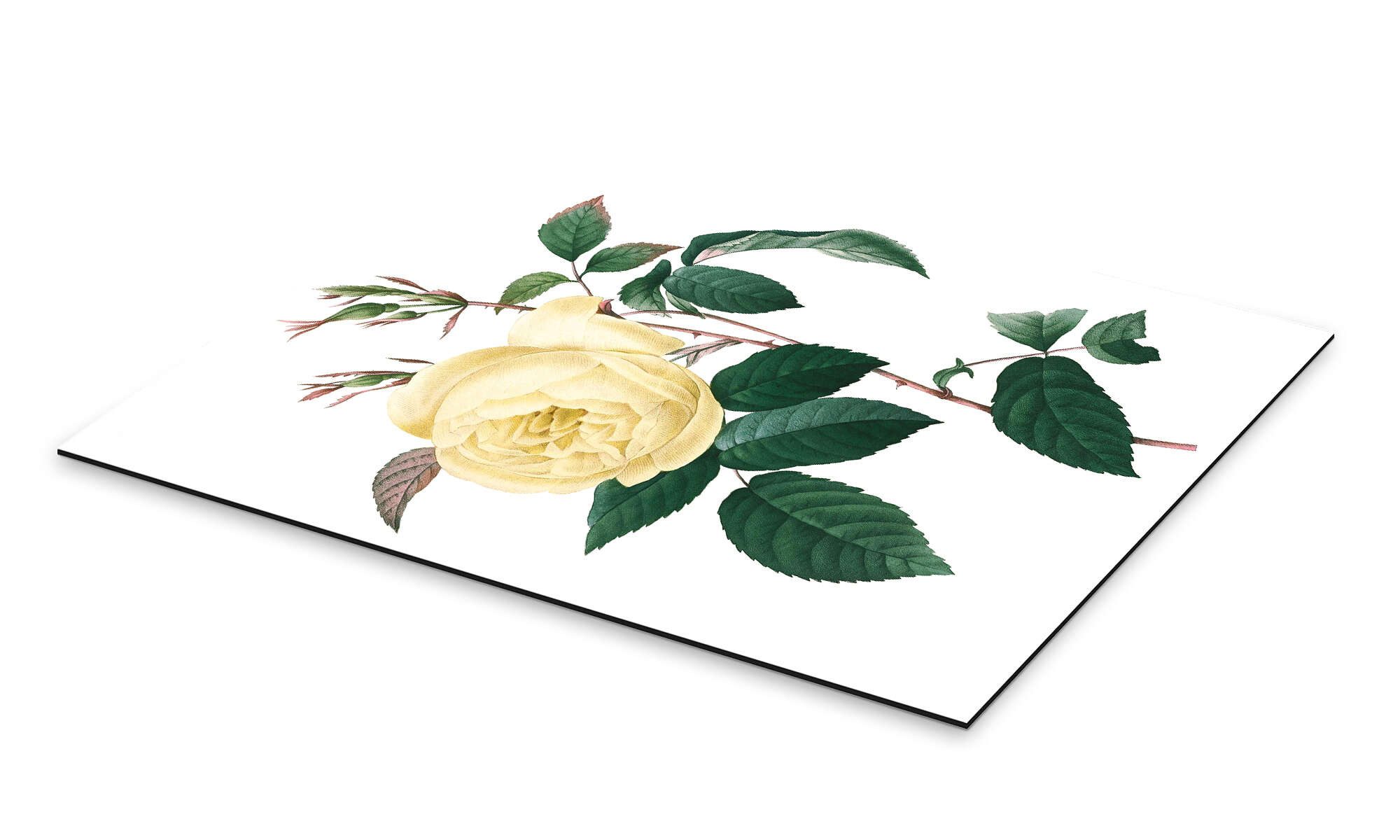 Posterlounge Wandbild Rosa indica, Pierre Joseph günstig online kaufen