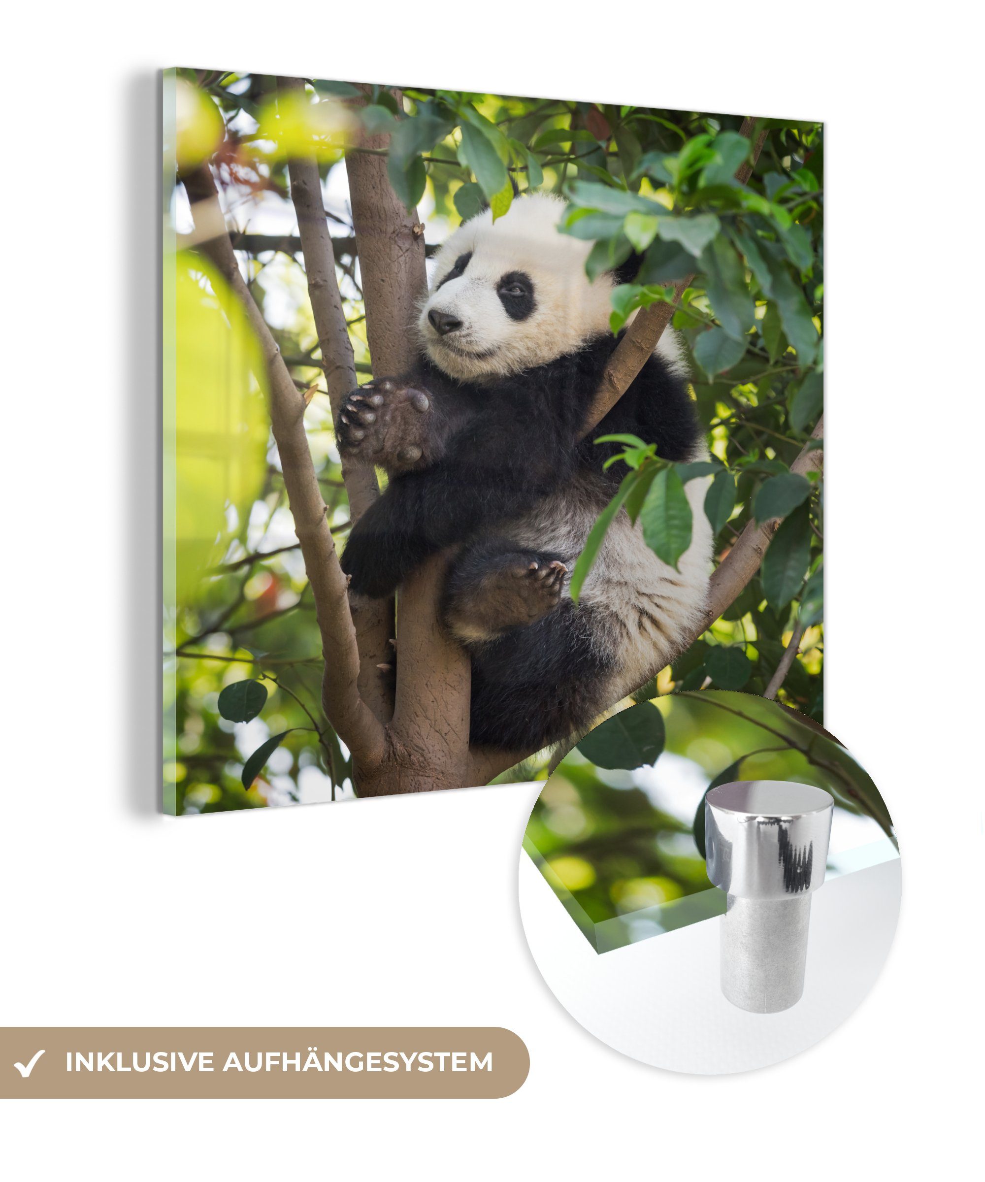 MuchoWow Acrylglasbild Panda - Tier - Baum, (1 St), Glasbilder - Bilder auf Glas Wandbild - Foto auf Glas - Wanddekoration