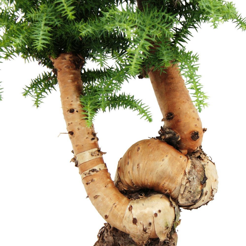 Exotenherz Zimmerpflanze Zimmerbonsai Araucaria cunninghamii ca. 65cm hoch 25cm Schale