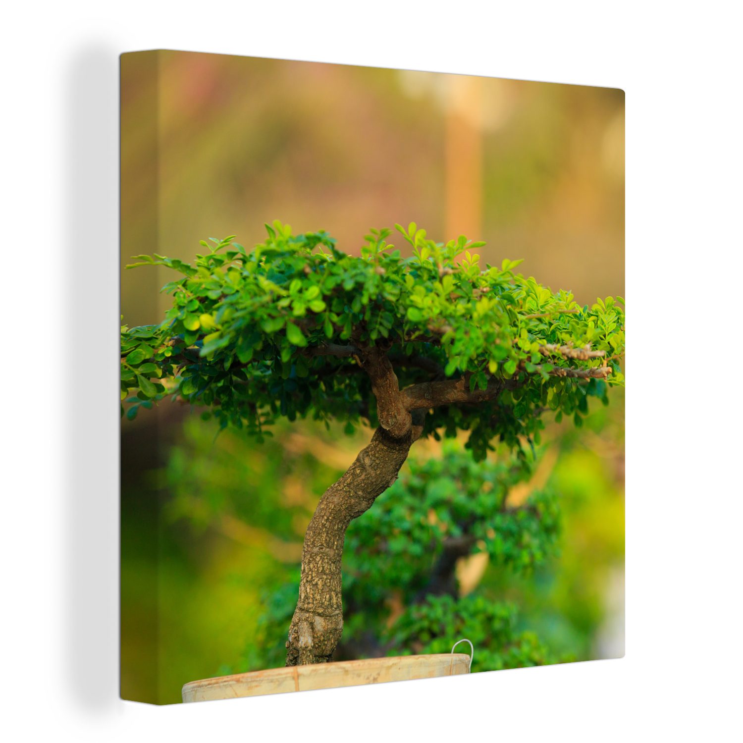 OneMillionCanvasses® Leinwandbild Bonsai-Bäume in einer Reihe, (1 St), Leinwand Bilder für Wohnzimmer Schlafzimmer