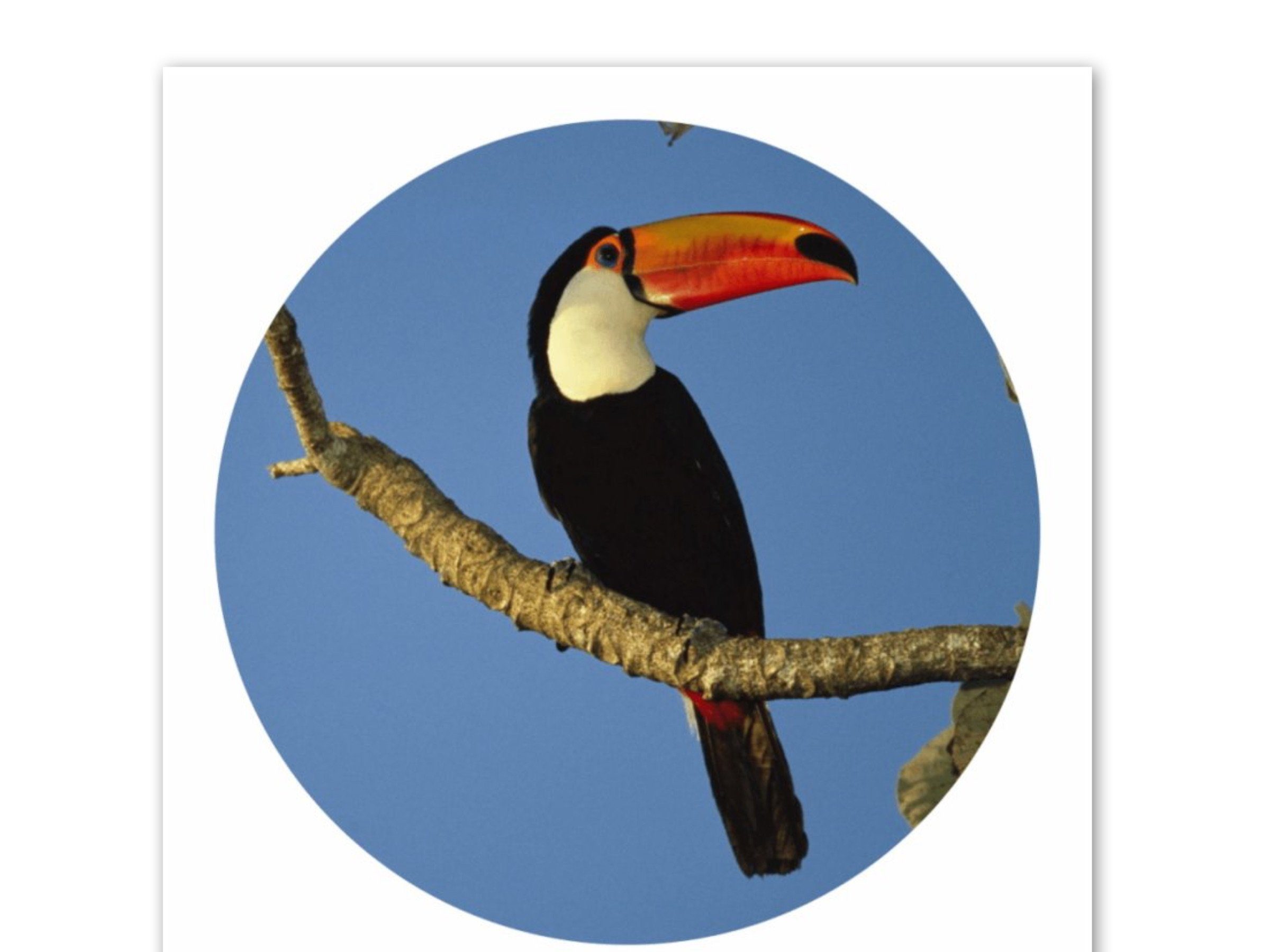 LK Trend & Style Sticker Wildtiere oder Waldtier Aufkleber rund, (Spar-Set 4-tlg), verschiedene Tiermotive zur Motivation