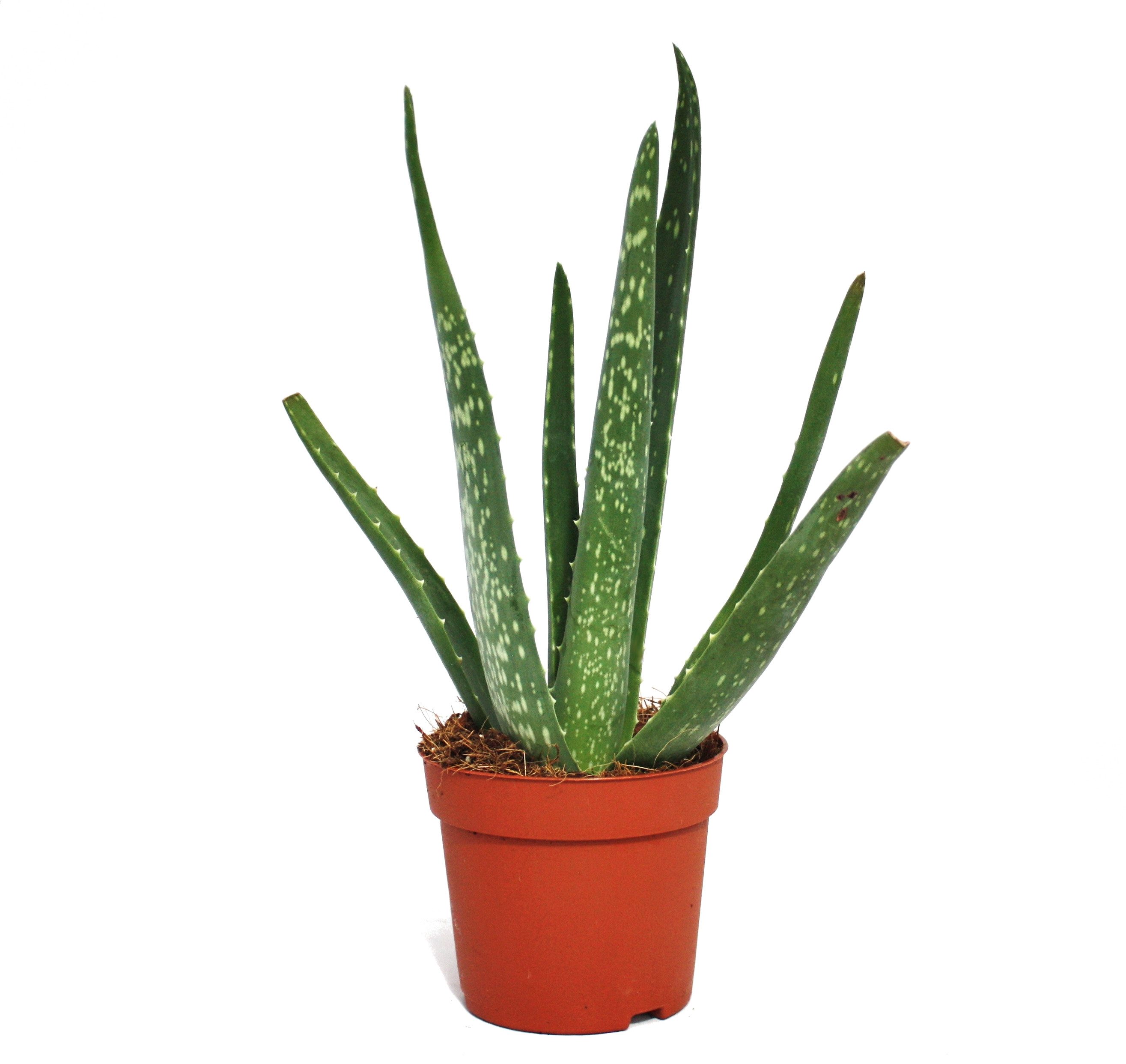Exotenherz Sukkulente Aloe vera - ca. 2 Jahre alt - 10,5cm Topf