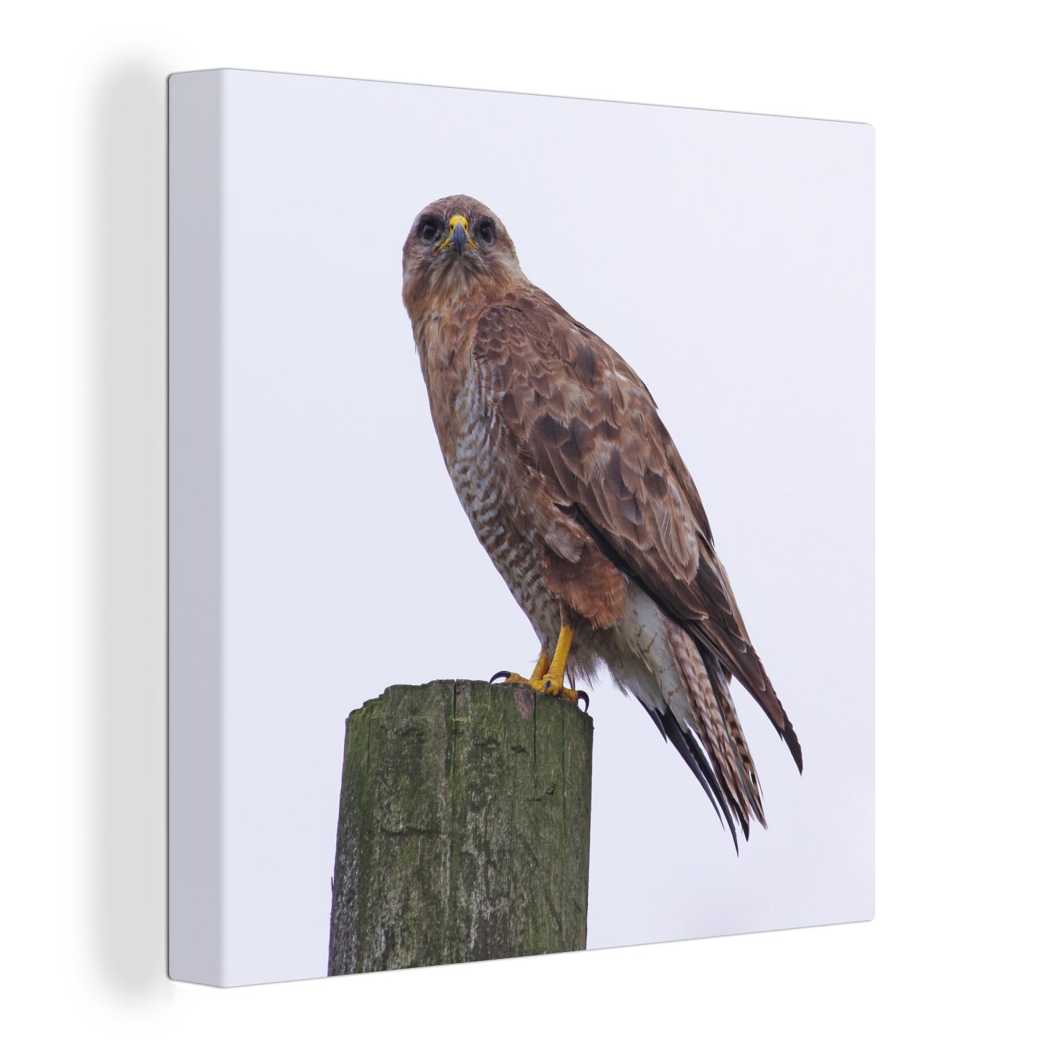 OneMillionCanvasses® Leinwandbild Ein Bussard schaut von einem hohen Pfosten in England ins Feld, (1 St), Leinwand Bilder für Wohnzimmer Schlafzimmer