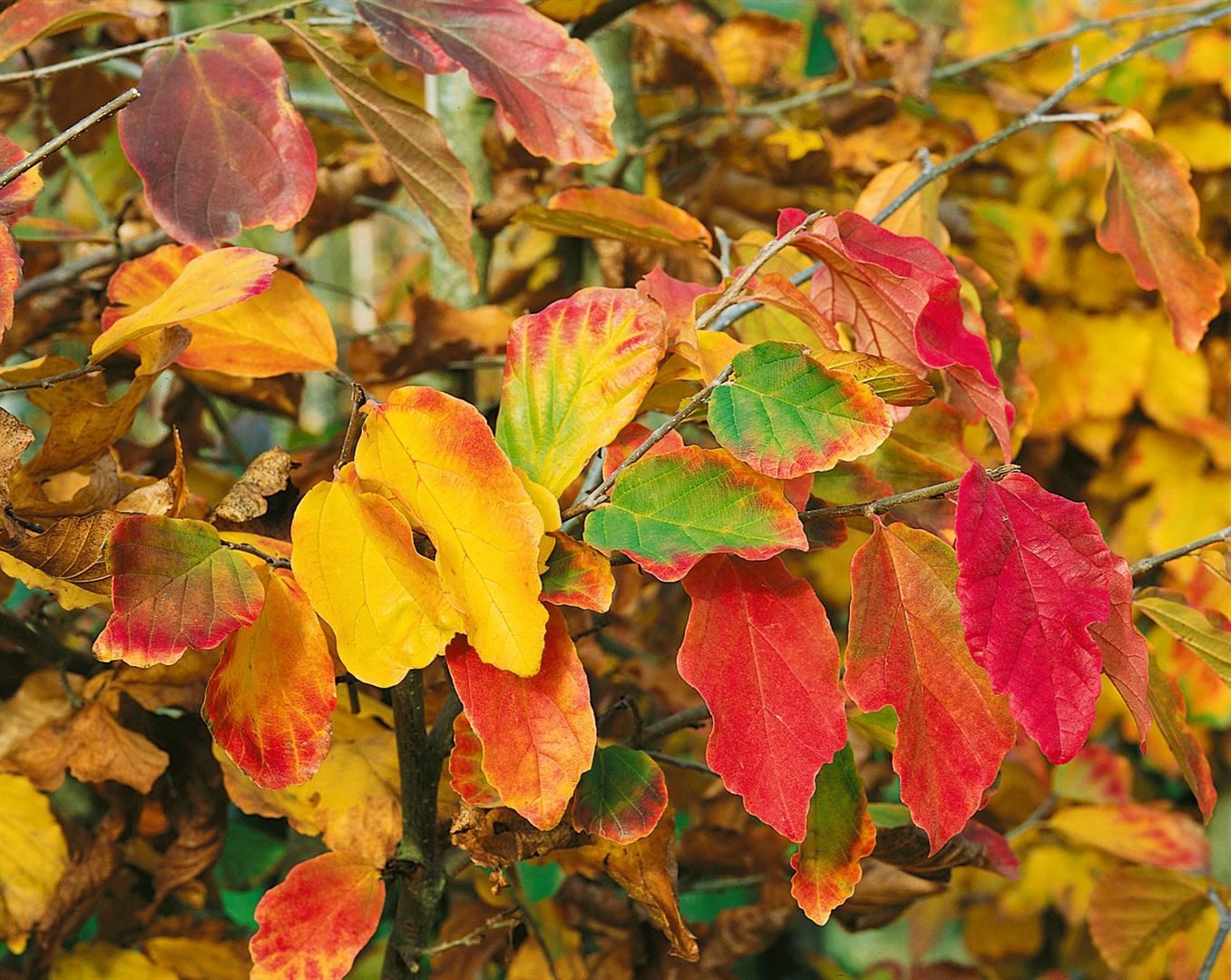 Pflanzen für Dich Baum Parrotia persica, 1 St., Eisenholzbaum, Persischer Eisenholzbaum, herbstfärbung, schirmförmig – Bild 2 von 5