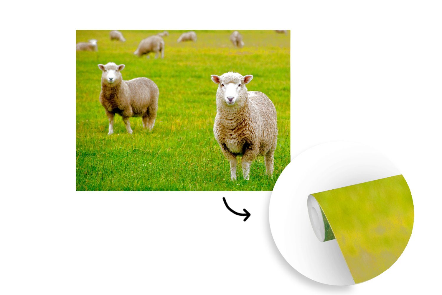 (6 Matt, bedruckt, Fototapete MuchoWow Schafsfell Schafe Wandtapete Montagefertig - Tapete für Wohnzimmer, - St), Gras, Vinyl