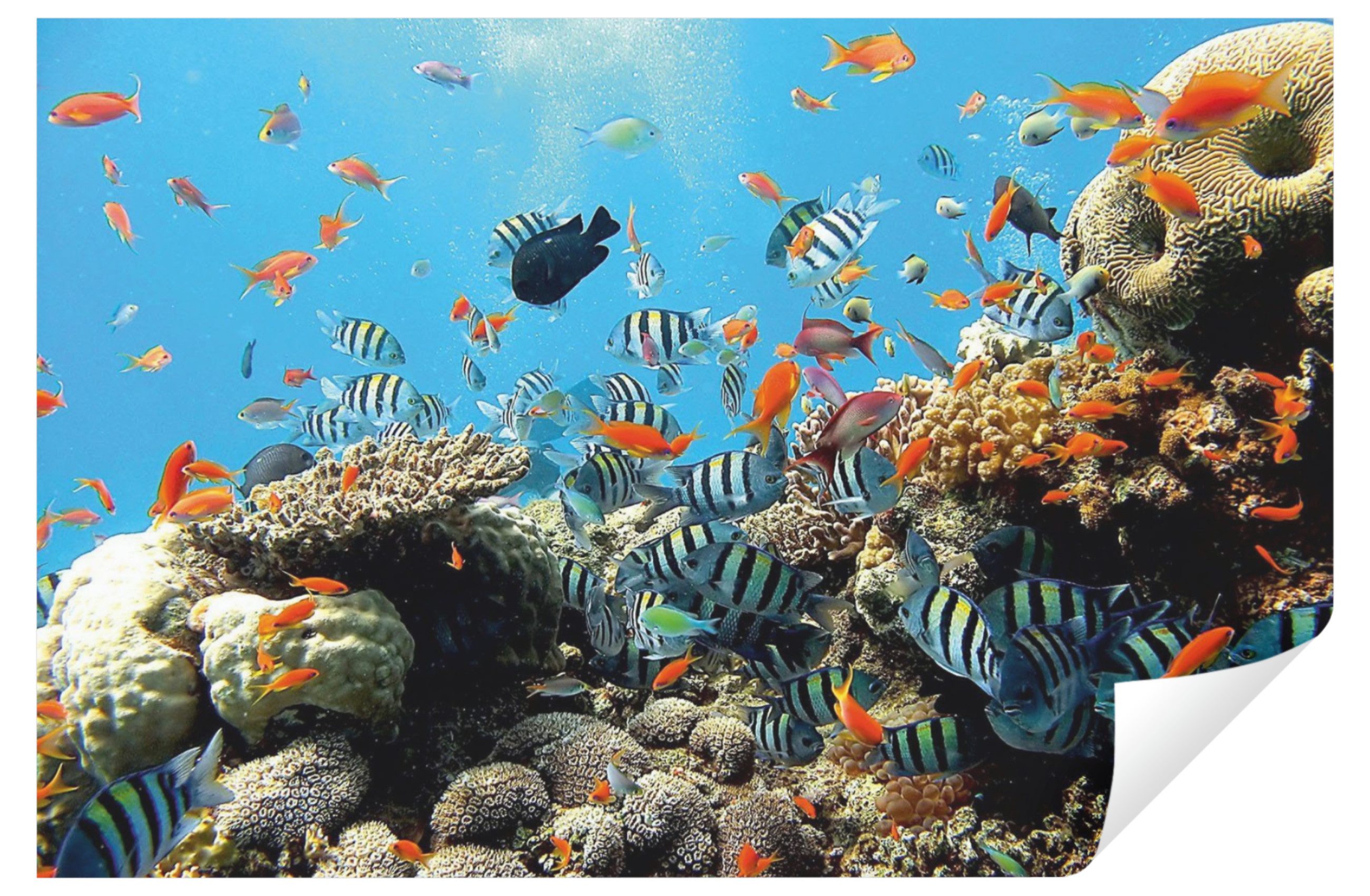 Wallarena Fototapete Kinderzimmer Jungen Mädchen Aquarium Fische Vlies Tapete Wandtapete, Glatt, Ozean, Tapete inklusive Kleister Vliestapete Motivtapete