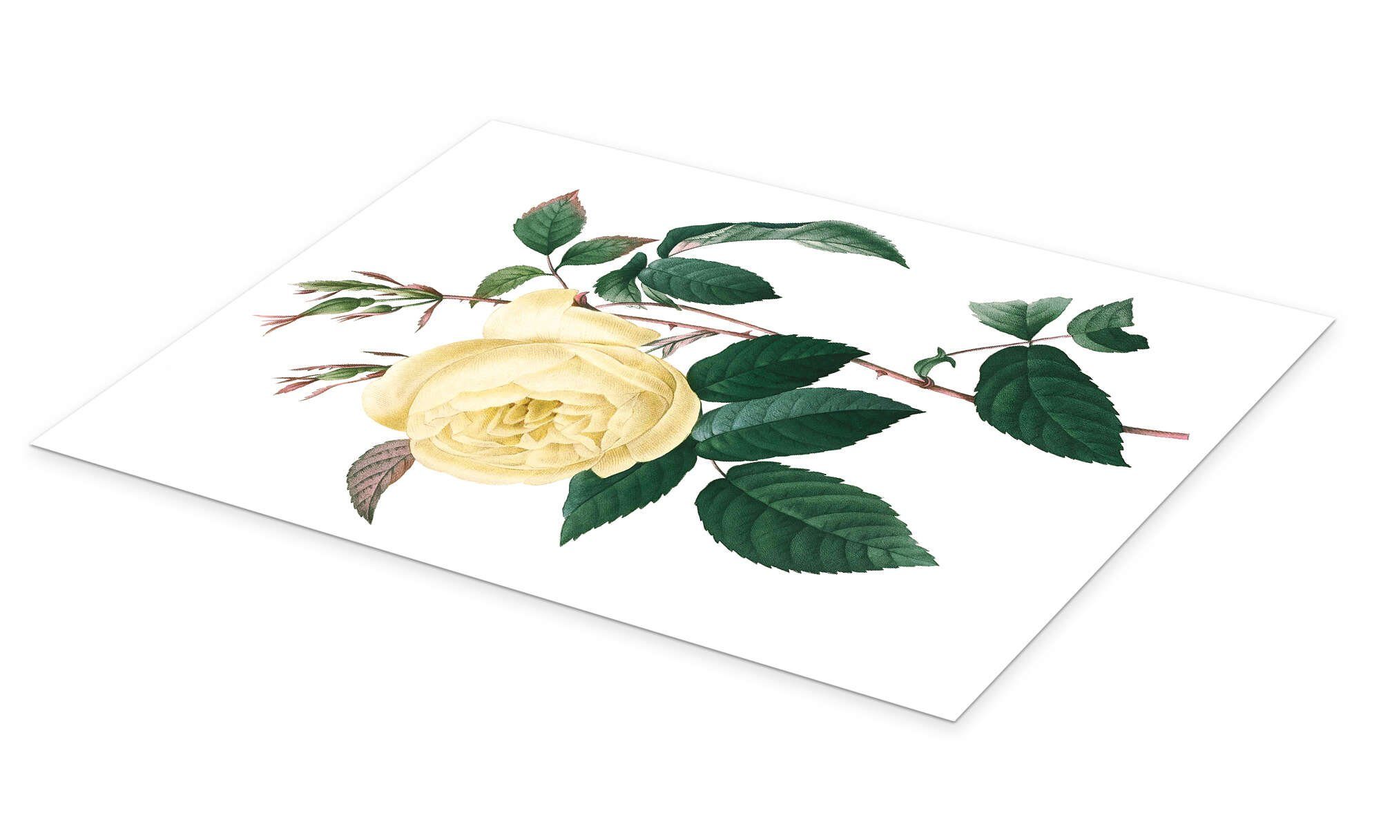 Posterlounge Wandbild Rosa indica, Pierre Joseph günstig online kaufen