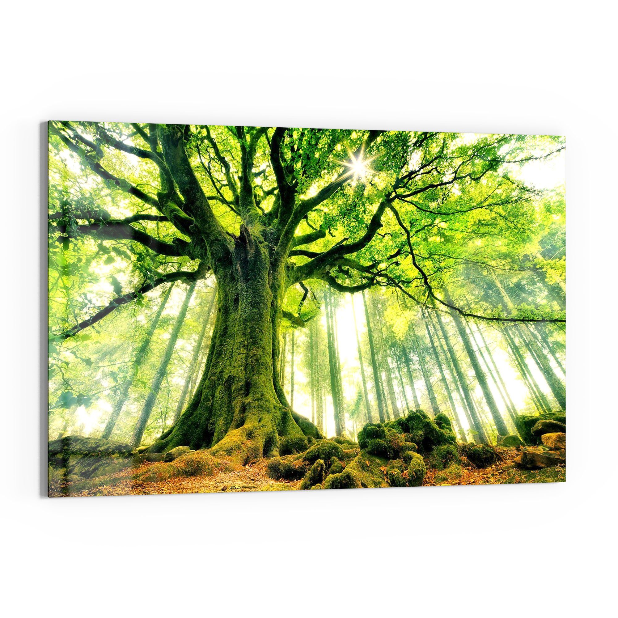 DEQORI Glasbild 'Eindrucksvoller Baum', 'Eindrucksvoller Baum', günstig online kaufen