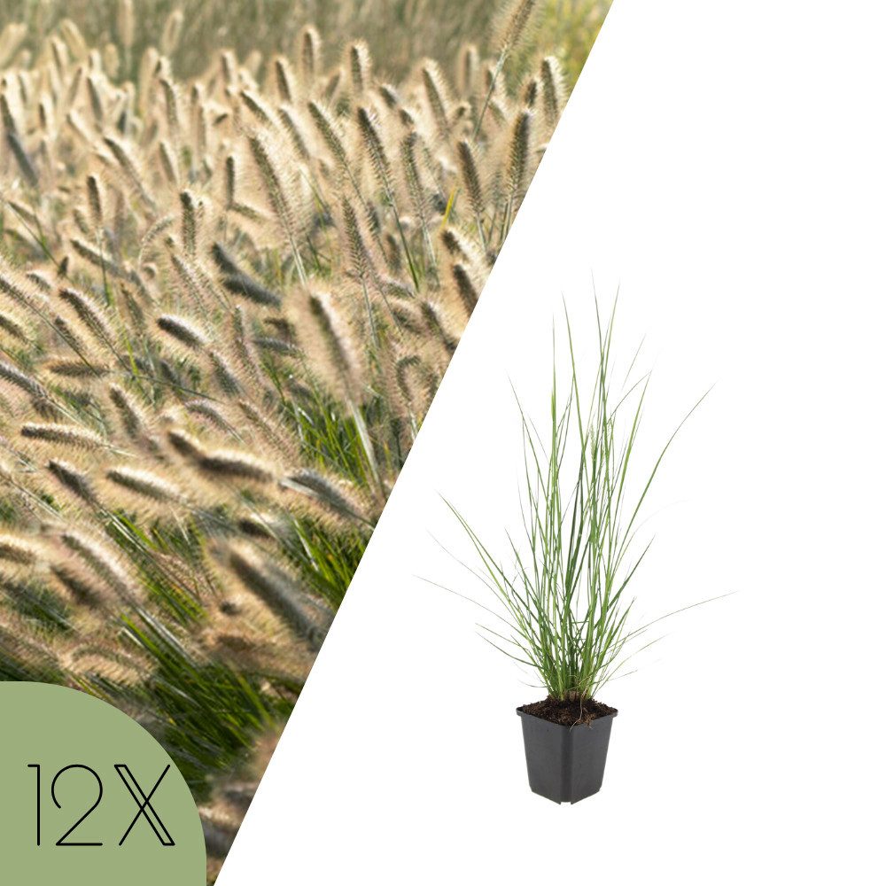 NatureNest Kübelpflanzen Lampenputzergras Hameln, Set 12 Pflanzen, Pennisetum alopecuroides