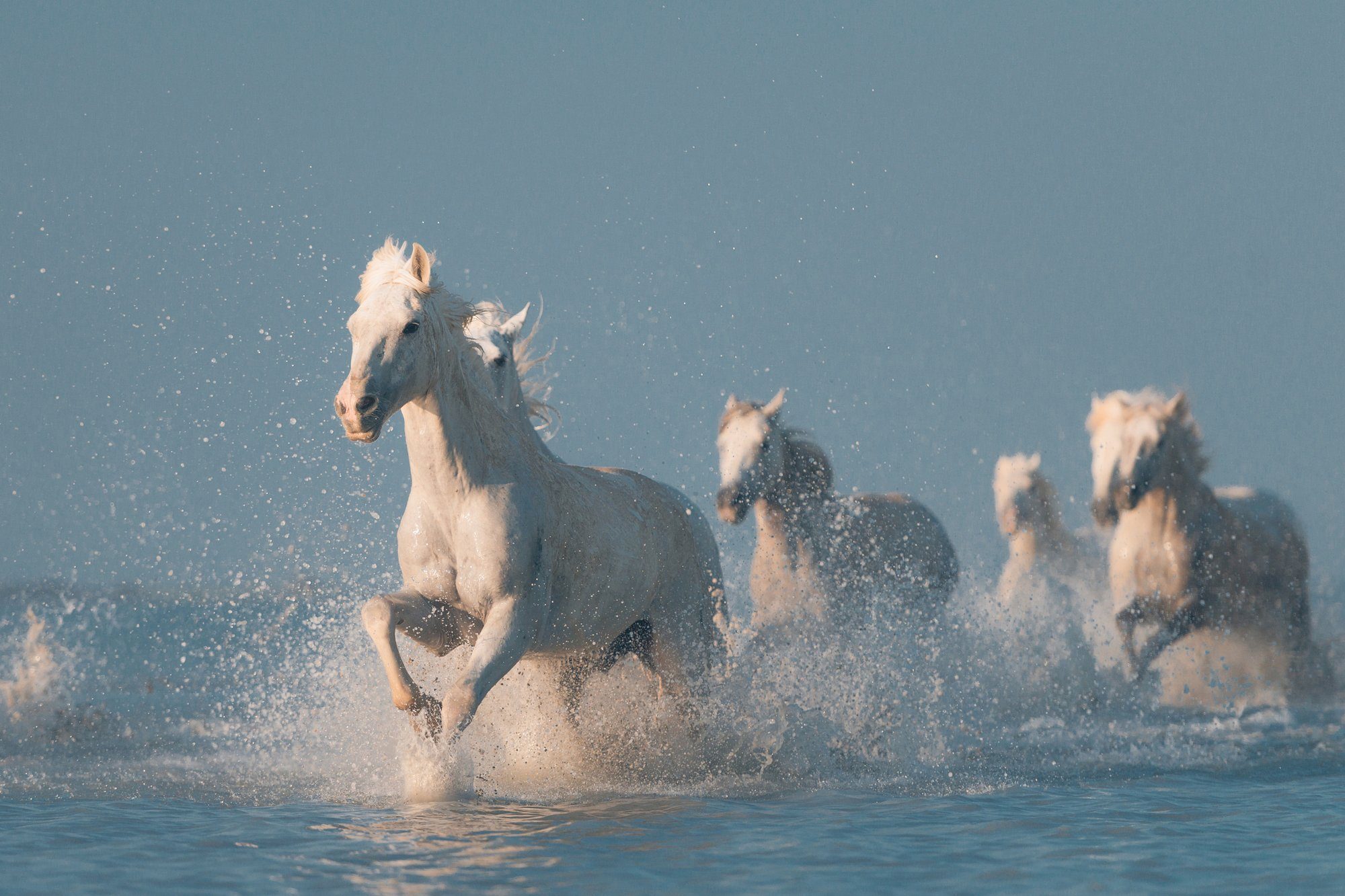 Papermoon Fototapete Photo-Art ROSTOVSKIY ANTON, ANGELS VON CAMARGUE