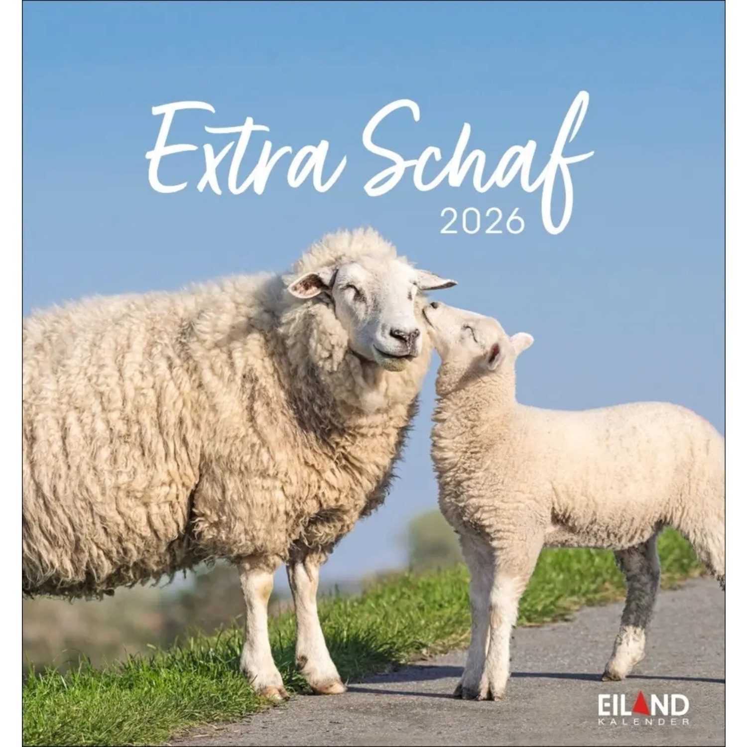 Tierkalender Extra Schaf Postkartenkalender 2026