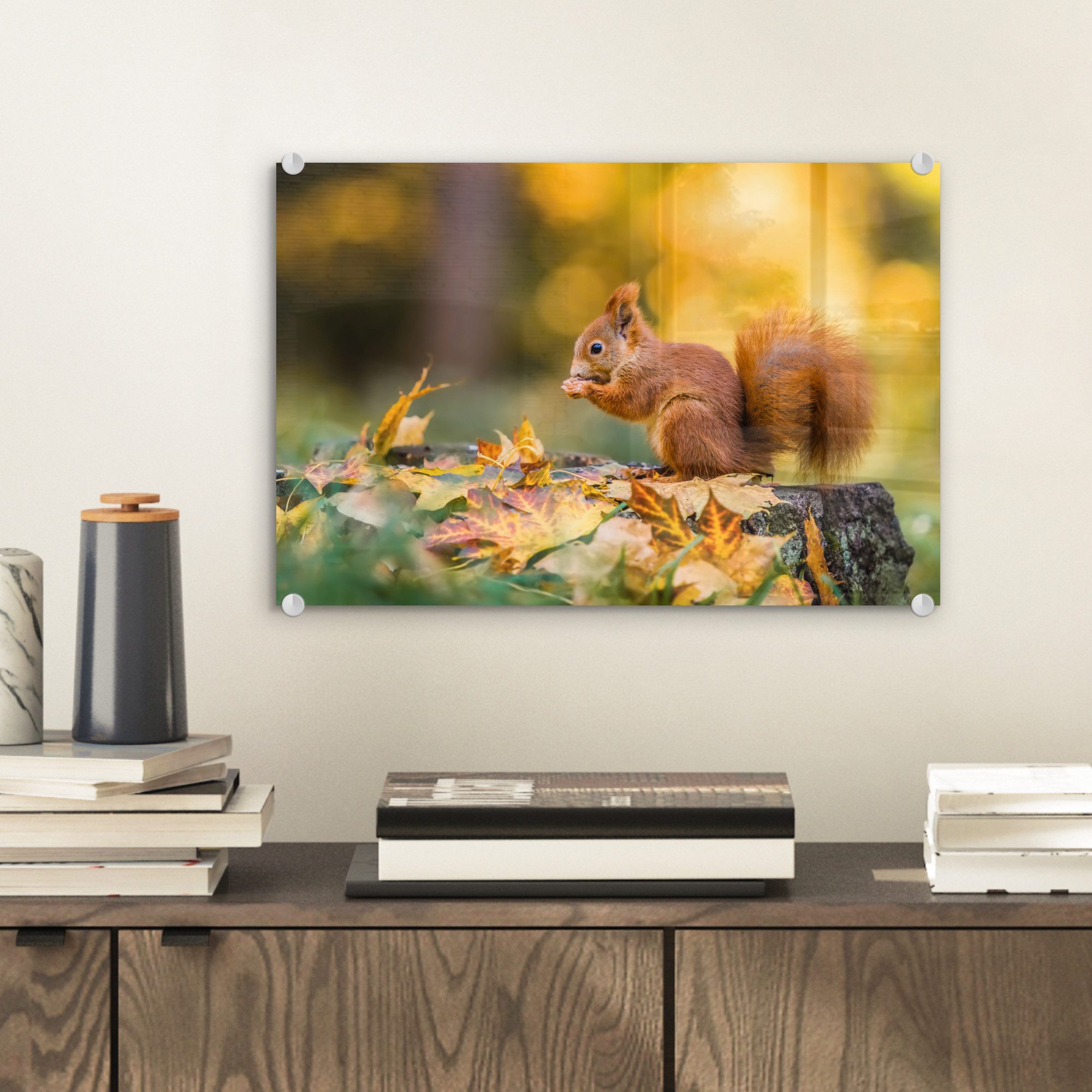 MuchoWow Acrylglasbild Eichhörnchen - Herbst - günstig online kaufen