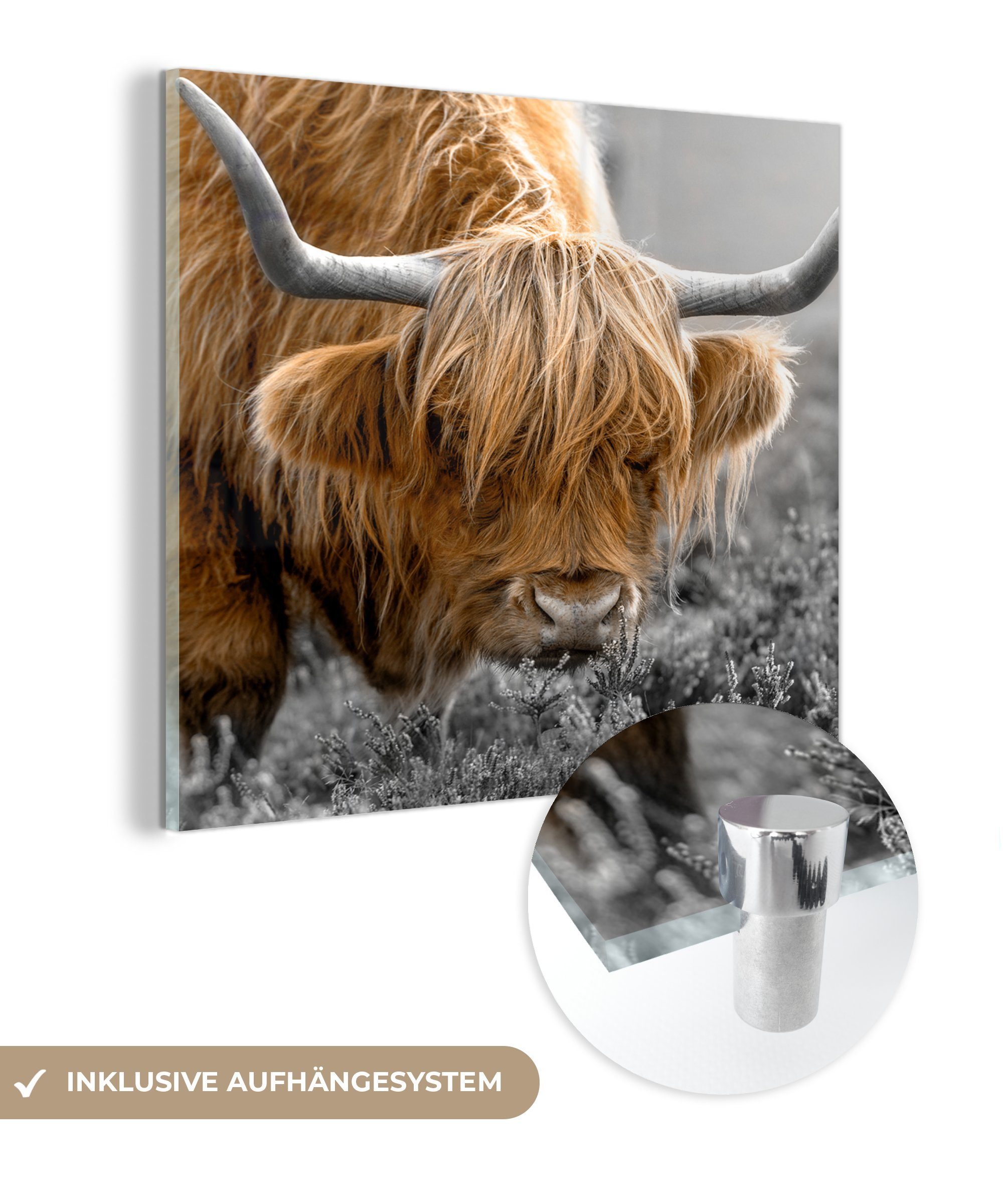 MuchoWow Acrylglasbild Scottish Highlander - Pflanzen - Schwarz - Weiß, (1 St), Glasbilder - Bilder auf Glas Wandbild - Foto auf Glas - Wanddekoration