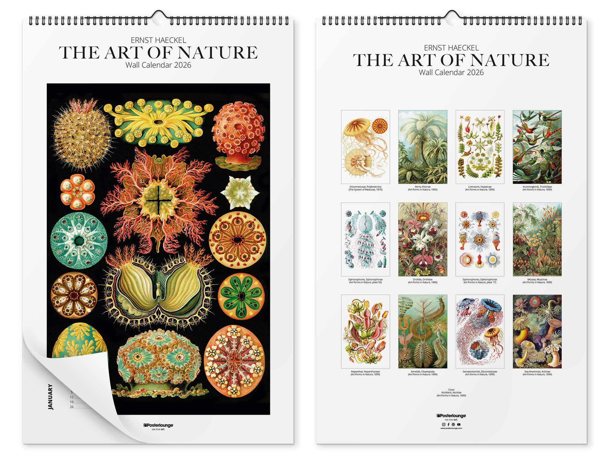 Posterlounge Poster Ernst Haeckel, Ernst Haeckel günstig online kaufen