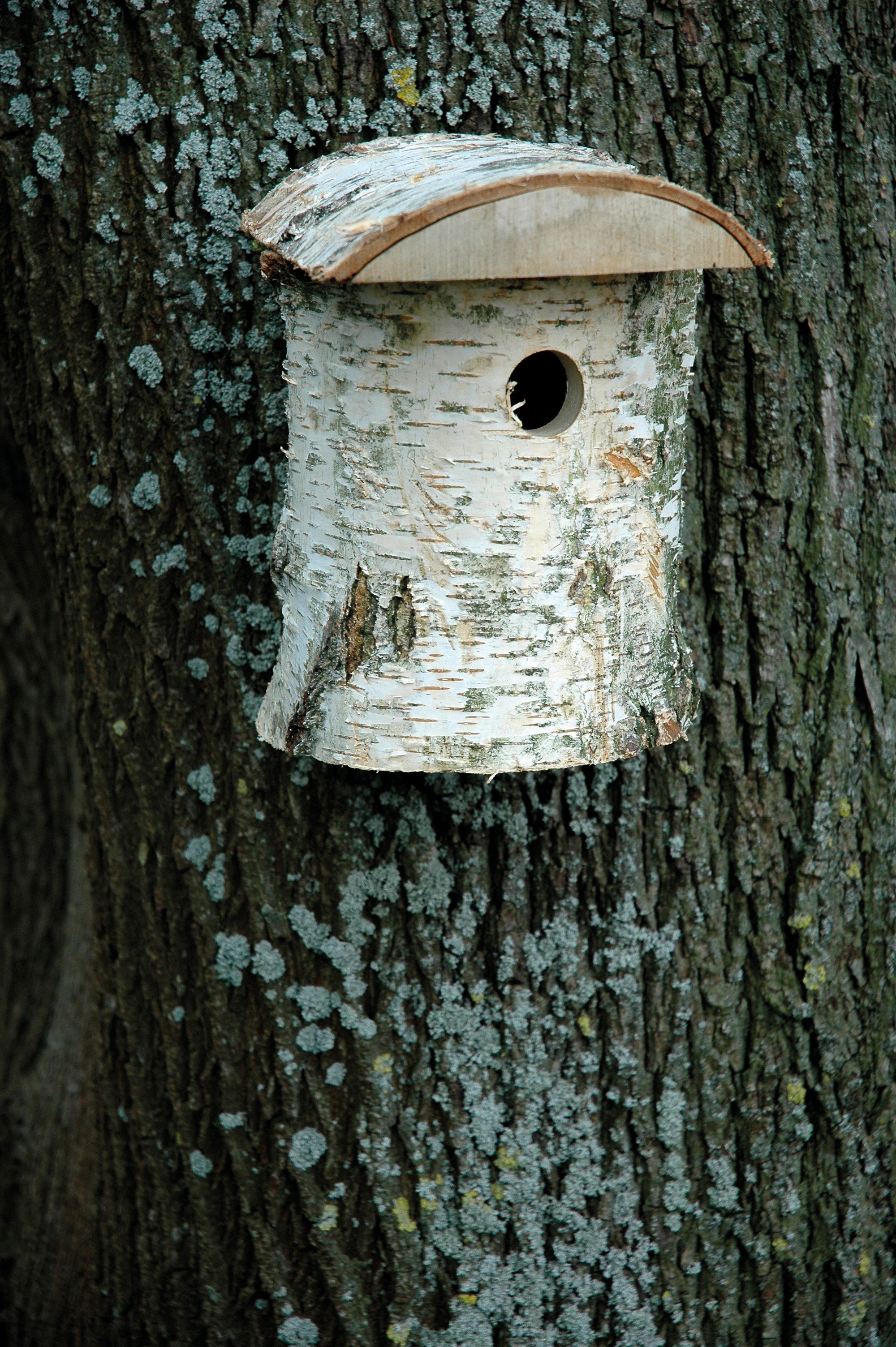 dobar Vogelhaus Birkenstamm-Nistkasten mit Rinde