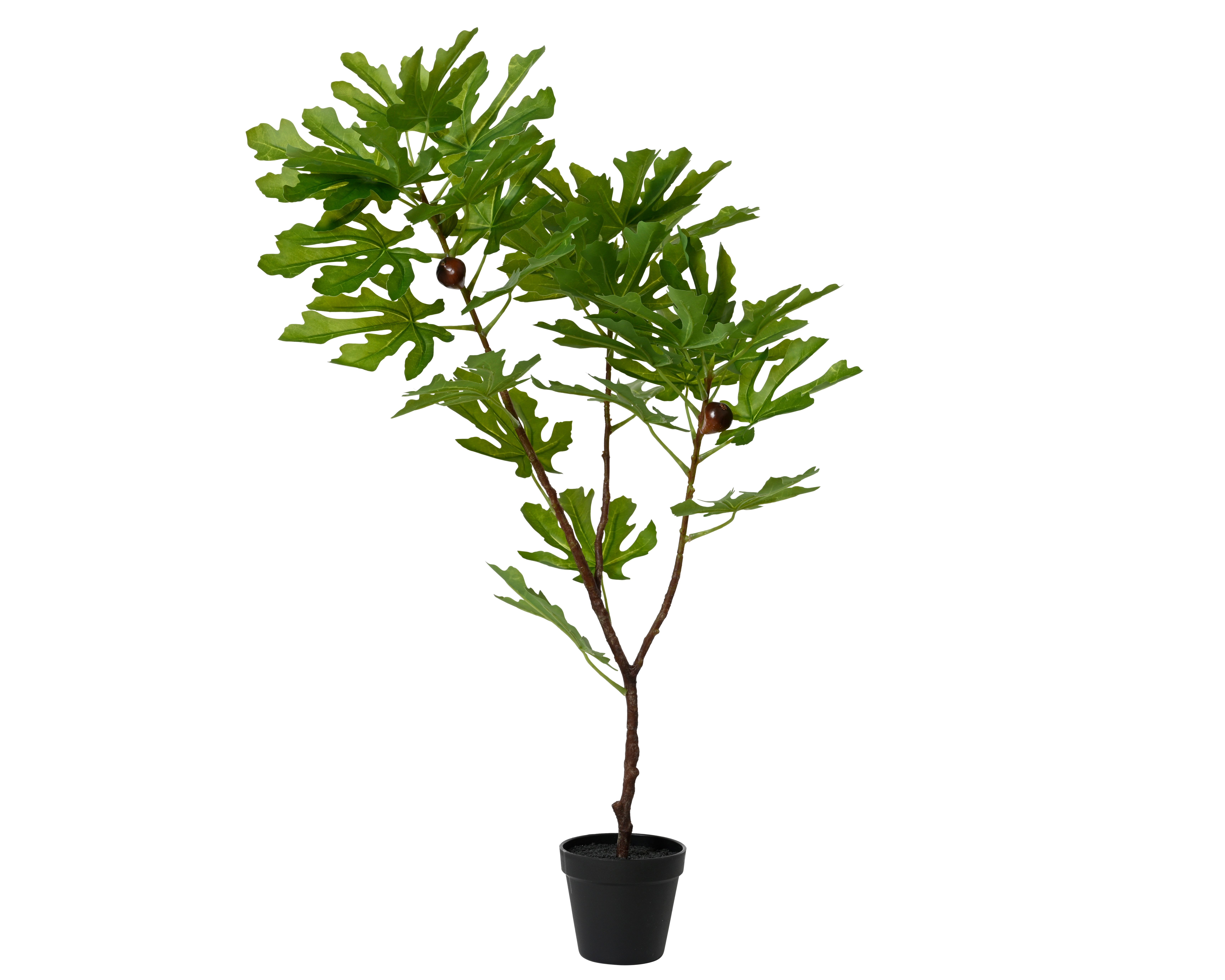 limettenbaum zimmerpflanze Limettenbaum Ø:22 H:80 cm - Pflanzen online kaufen