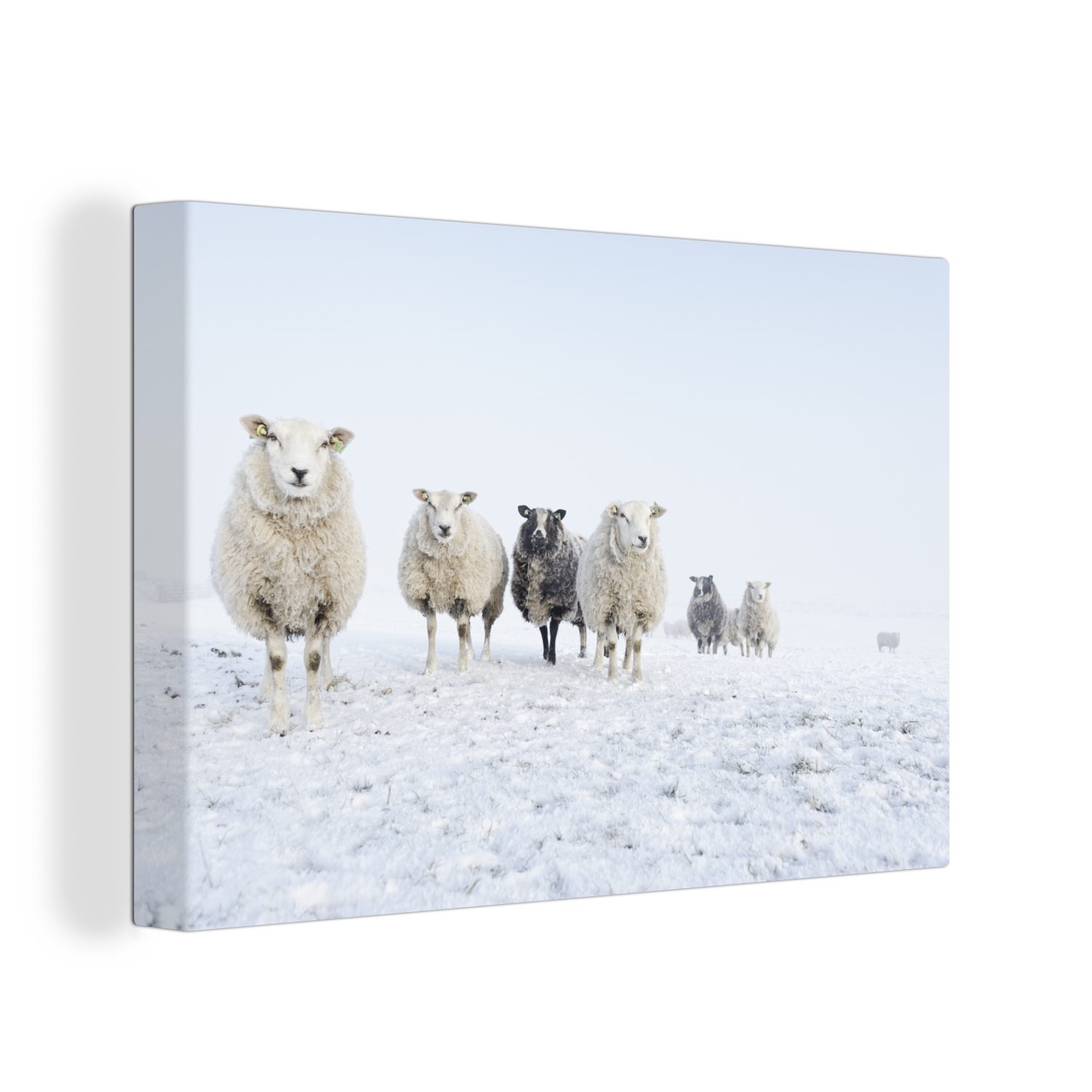OneMillionCanvasses® Leinwandbild Schafe - (1 Wolle Aufhängefertig, Schnee, Wanddeko, - Leinwandbilder, Wandbild St), cm 30x20