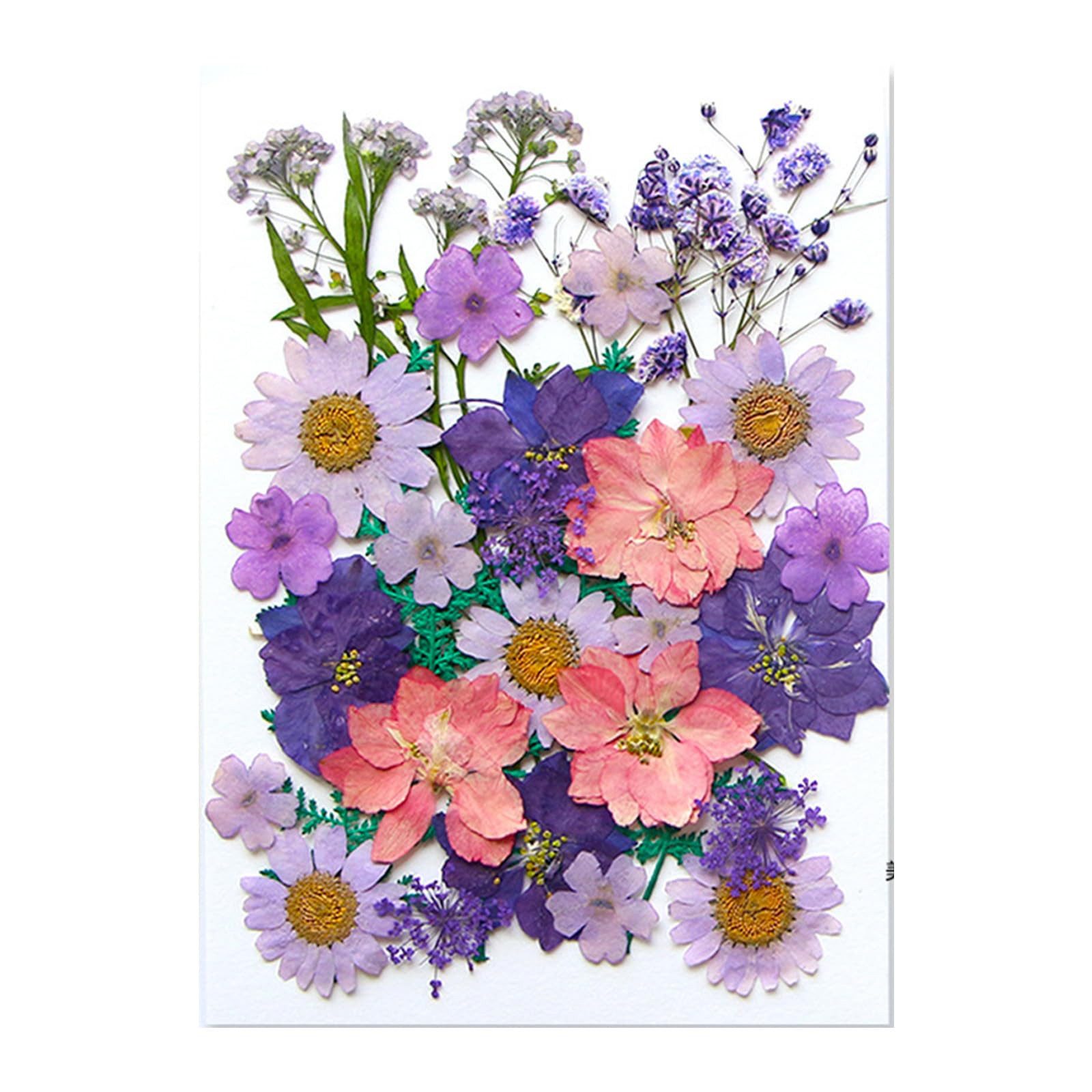 Trockenblume Getrocknete Blumen, Trockenblumen Zum Basteln, günstig online kaufen