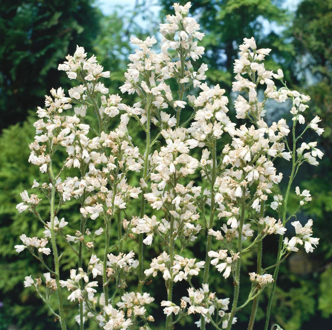 Pflanzen für Dich Staude Heuchera briz. Schneewittchen, 1 St., Purpurglöckchen, Silberglöckchen