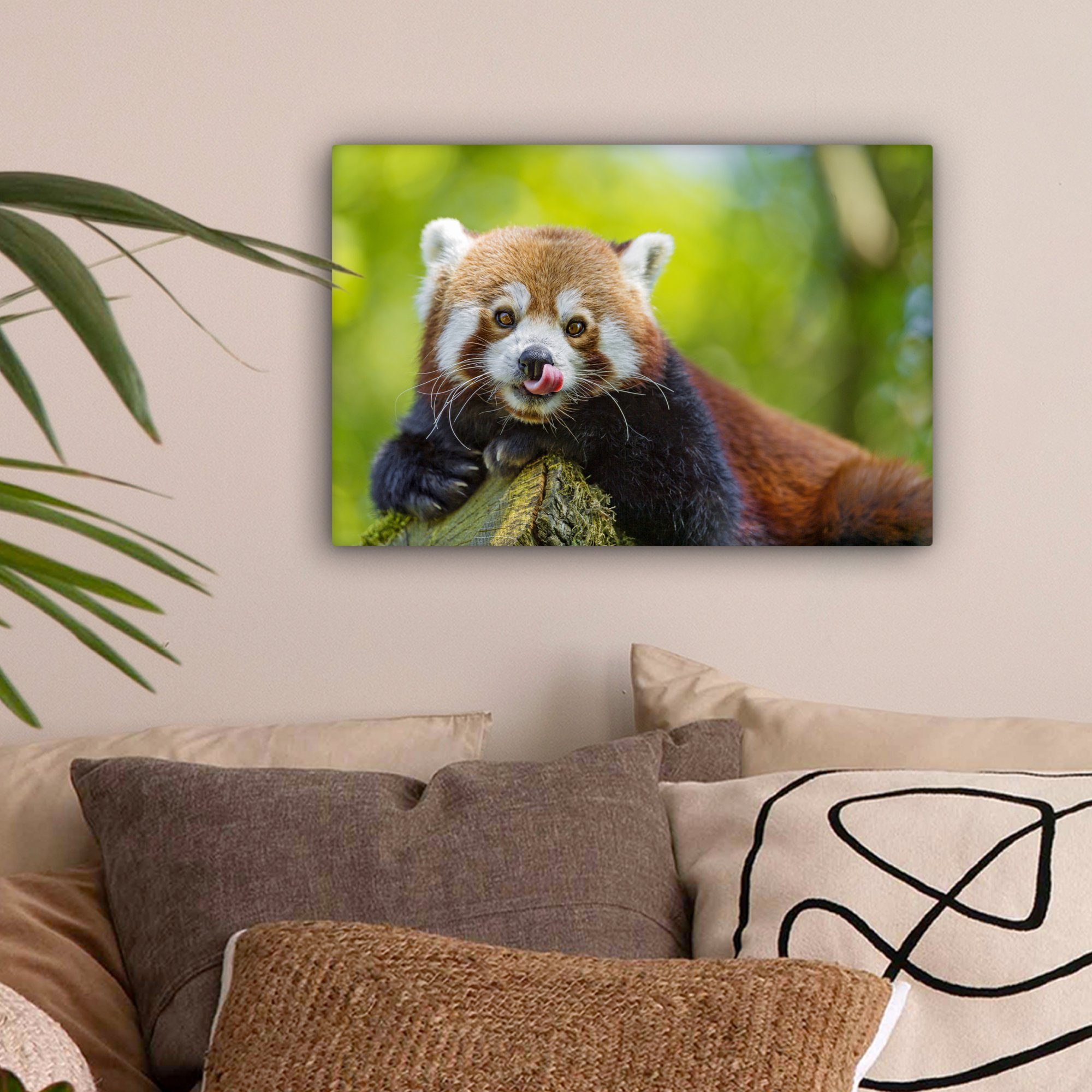 Panda Leinwandbilder, Natur Leinwandbild Roter - Aufhängefertig, Wandbild Wanddeko, cm St), Rüssel, - 30x20 (1 OneMillionCanvasses®