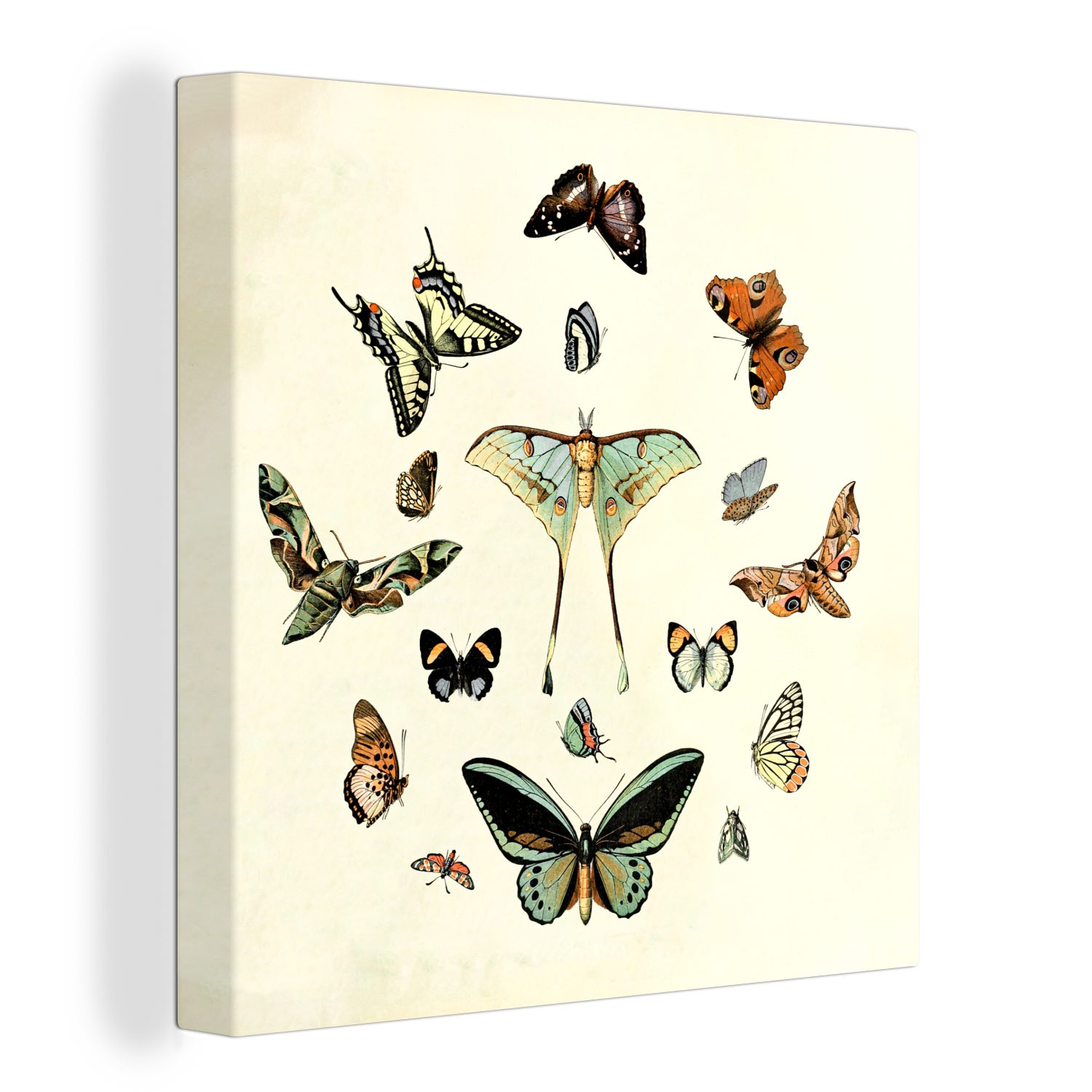 OneMillionCanvasses® Leinwandbild Schmetterling - Tiere - Vintage, (1 St), Leinwand Bilder für Wohnzimmer Schlafzimmer