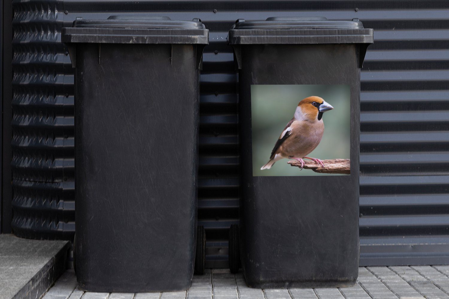 Mülleimer-aufkleber, Mülltonne, MuchoWow St), Bunter dem eines Abfalbehälter Astes Wandsticker Container, (1 auf kleinen sitzt Apfelfink Ende Sticker,