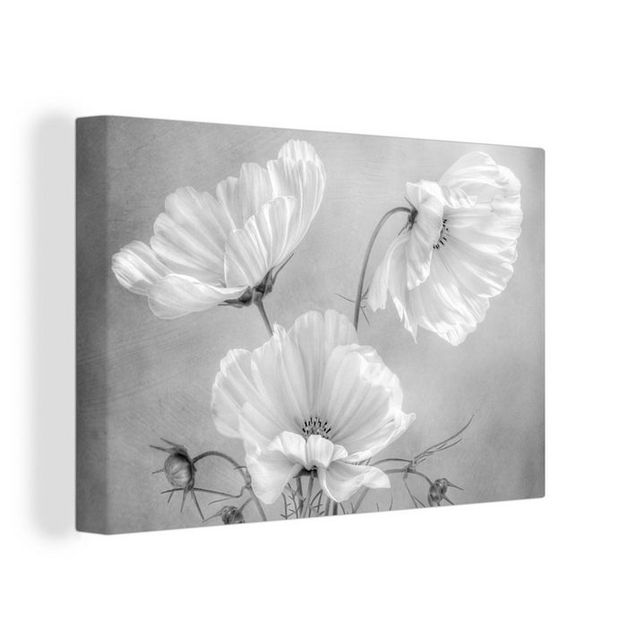 OneMillionCanvasses® Leinwandbild Stilleben - Blumen - Schwarz und weiß - Mohn - Botanisch (1 St) Bild auf Leinwand Wandbild Leinwandbilder Wanddekoration Kunstdruck