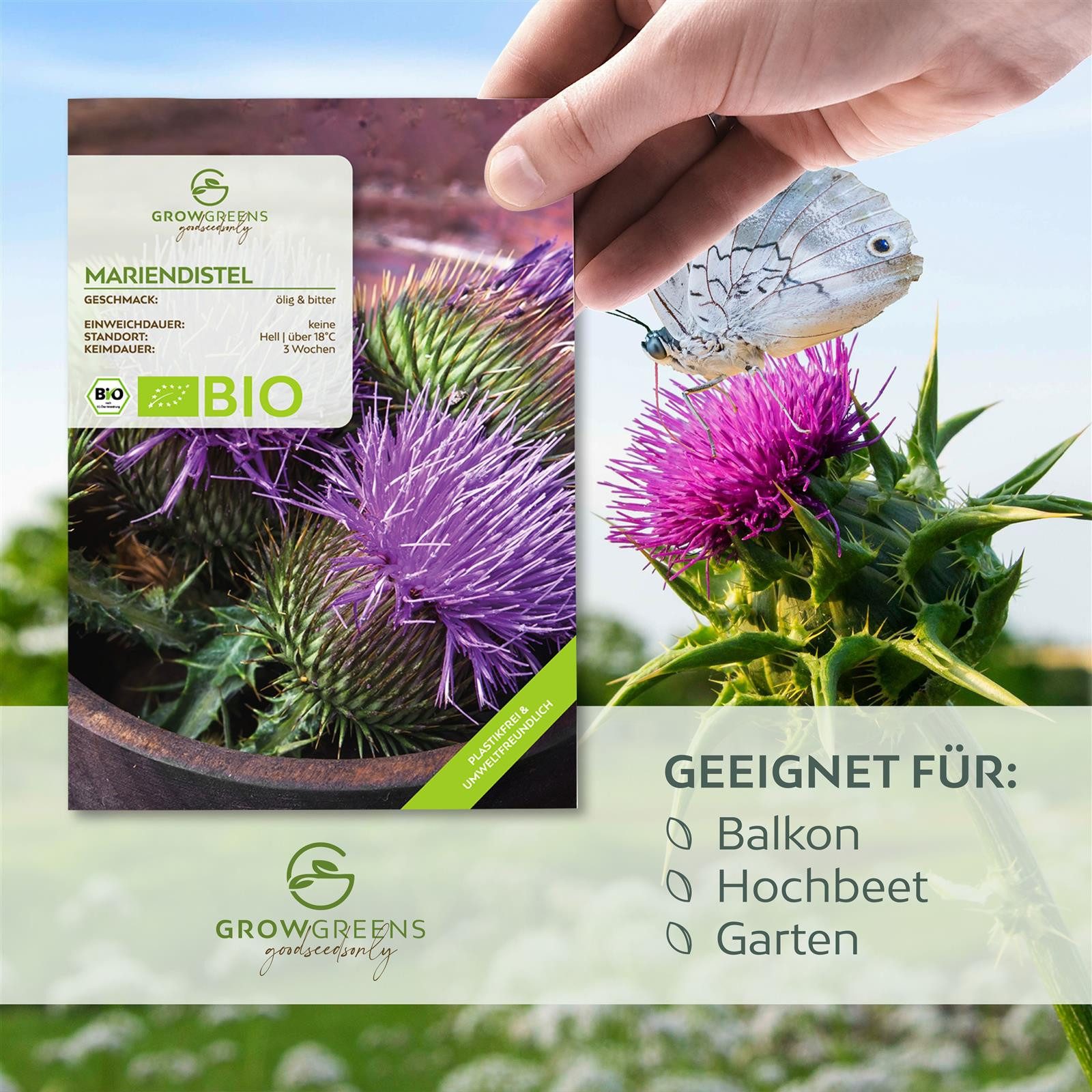 Growgreens Kräutersamen BIO Mariendistel Samen - Heilkräuter Saatgut aus bi günstig online kaufen