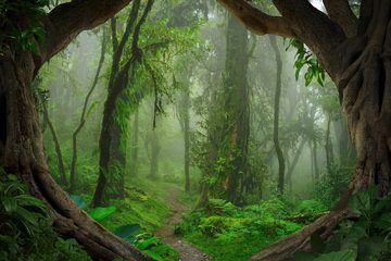A.S. Création Leinwandbild Tropical Forest, (1 St), Tropischer Wald Keilrahmen Natur
