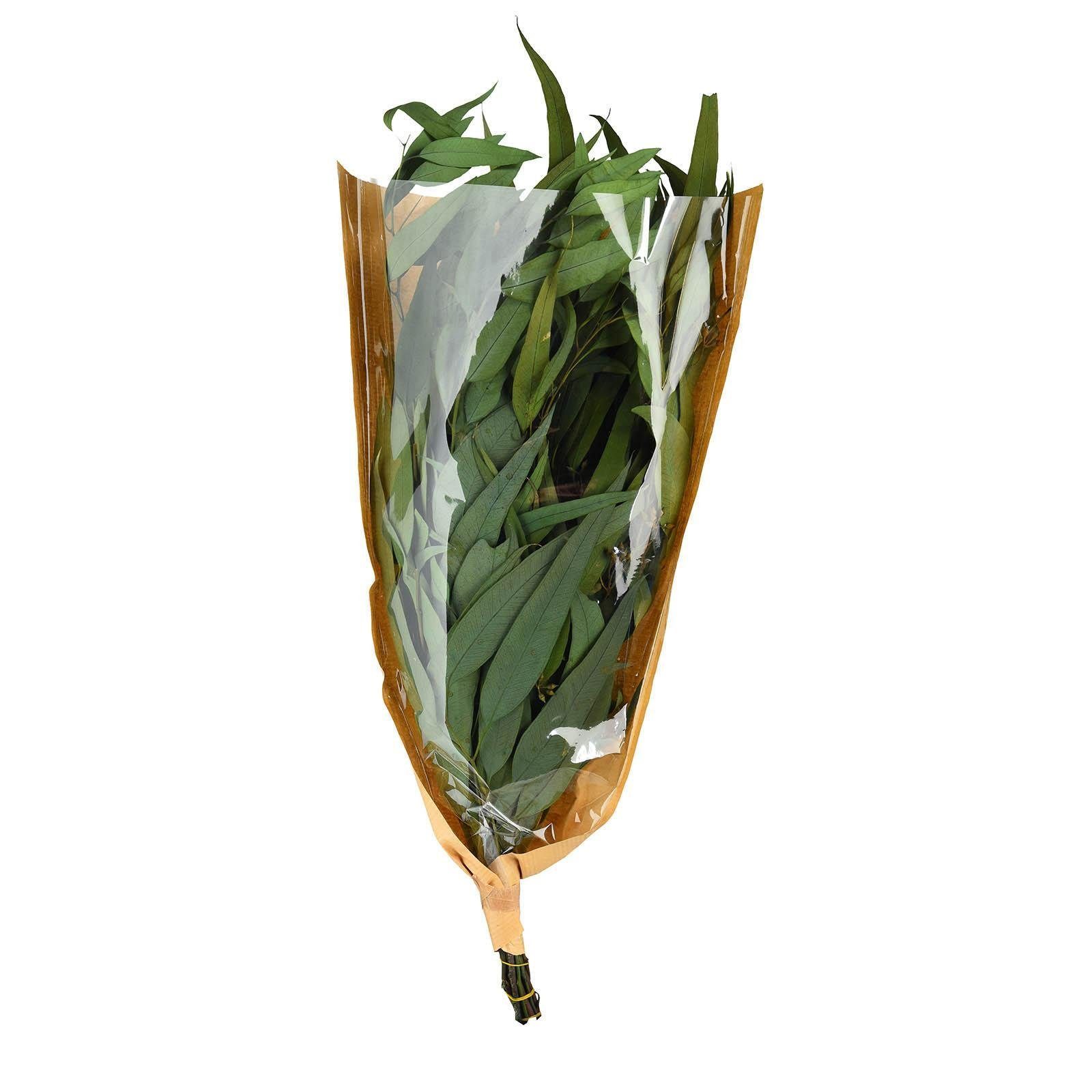 Trockenblume, Trockenblumen-Bündel Zentimeter aus H Trockenblume Depot, Eukalyptus, 50