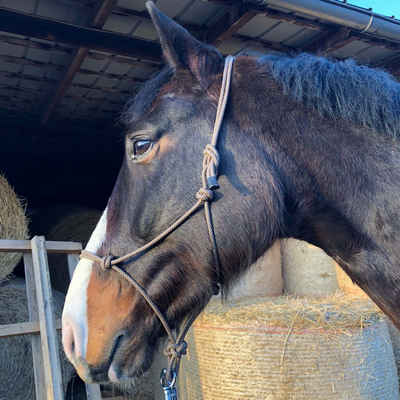 Pferdelinis Knotenhalfter Knotenhalfter für Pferde, Knotenhalfter für Shetty, Pony, Cob, Wb, Knoten individuell verstellbar