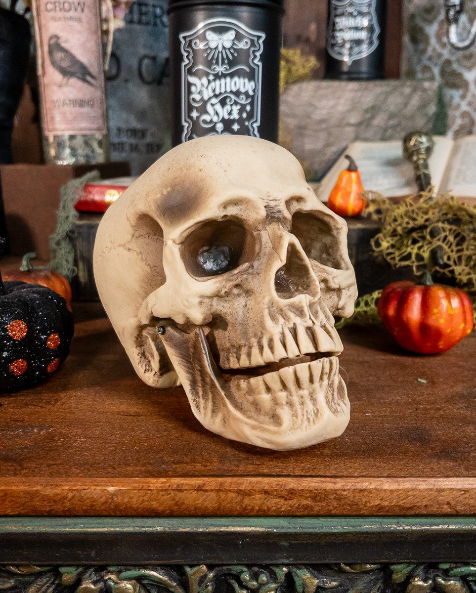 Horror-Shop Dekoobjekt Anthropologie Totenschädel als Gruseldeko – Bild 2 von 4