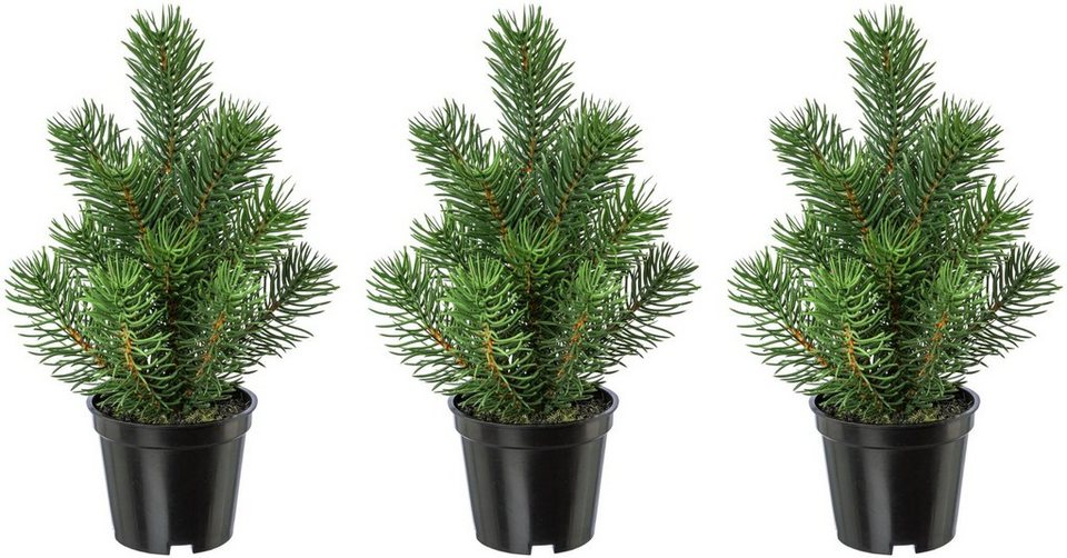 Creativ green Künstlicher Weihnachtsbaum Weihnachtsdeko, künstlicher  Christbaum, Tannenbaum, täuschend echt aussehend, Perfekt für die Winter-  und Weihnachtsdeko