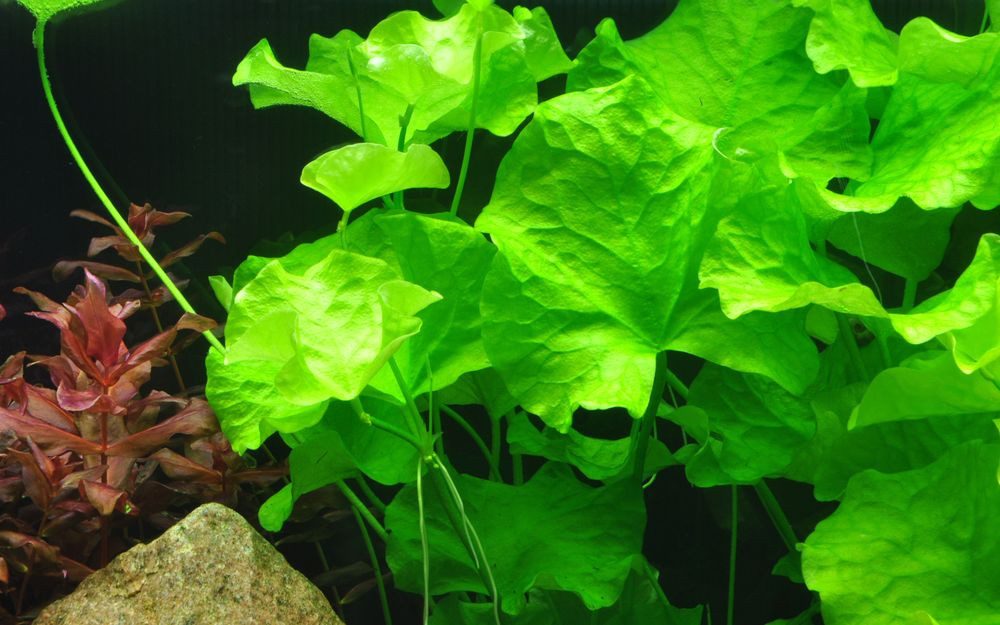 Aquaone Wasserpflanze Aquarium Pflanze Nymphoides hydrophylla Taiwan Nr.041B