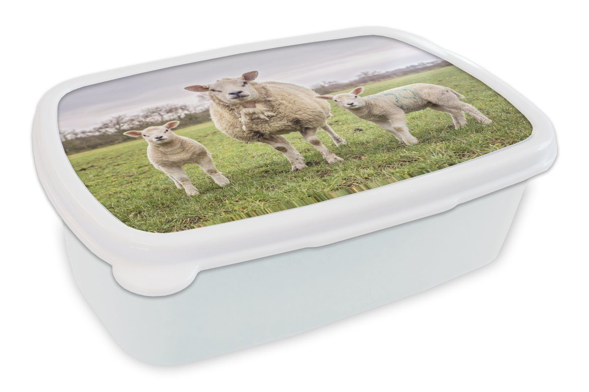 für für Schafe und Lunchbox Porträt, Brotbox - Mädchen Kinder - weiß (2-tlg), Brotdose, MuchoWow Erwachsene, Nutztiere Kunststoff, Jungs und