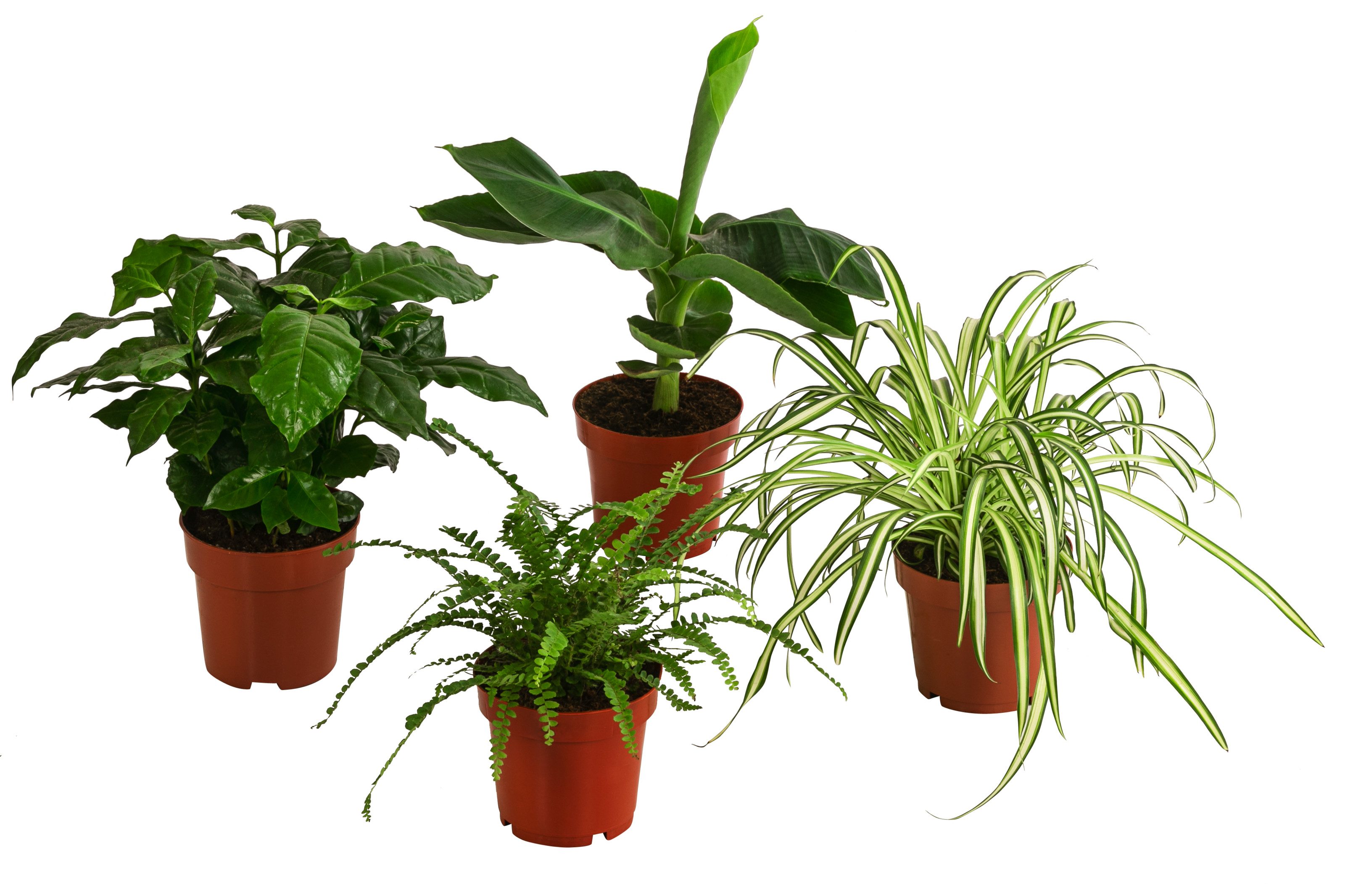 Dehner Zimmerpflanze Exoten-Set Botanical Charm, Kaffeepflanze, Grünlilie, Farn, Banane, luftreinigende Grünpflanzen
