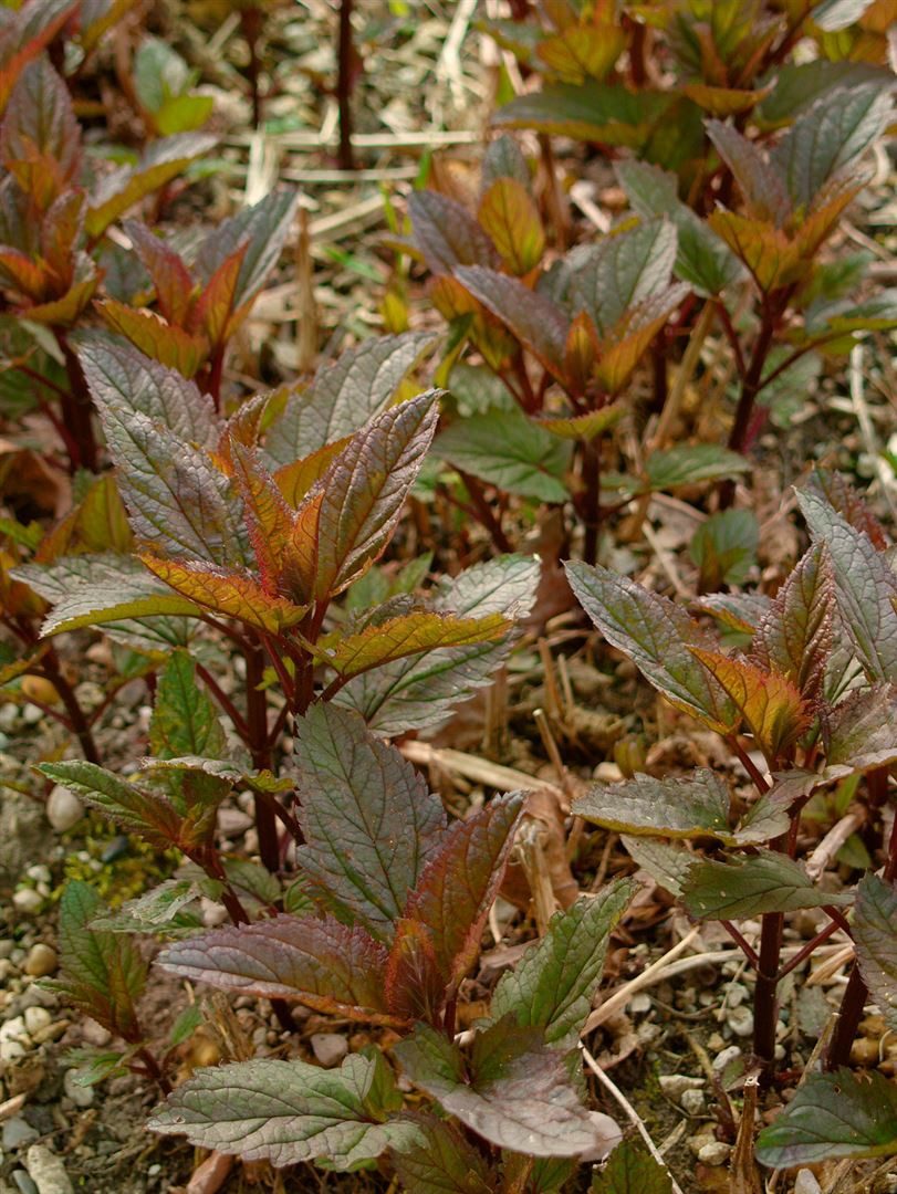Pflanzen für Dich Staude Scrophularia nodosa, 1 St., Braunwurz, Knotige Braunwurz
