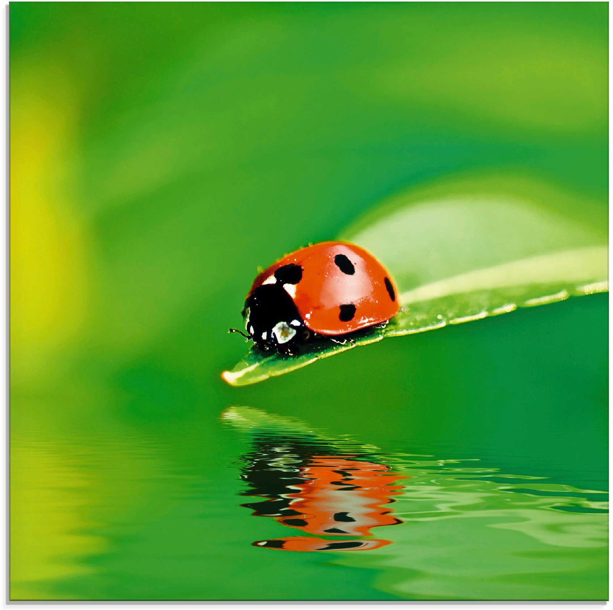 Glasbild Marienkäfer auf einem Blatt
