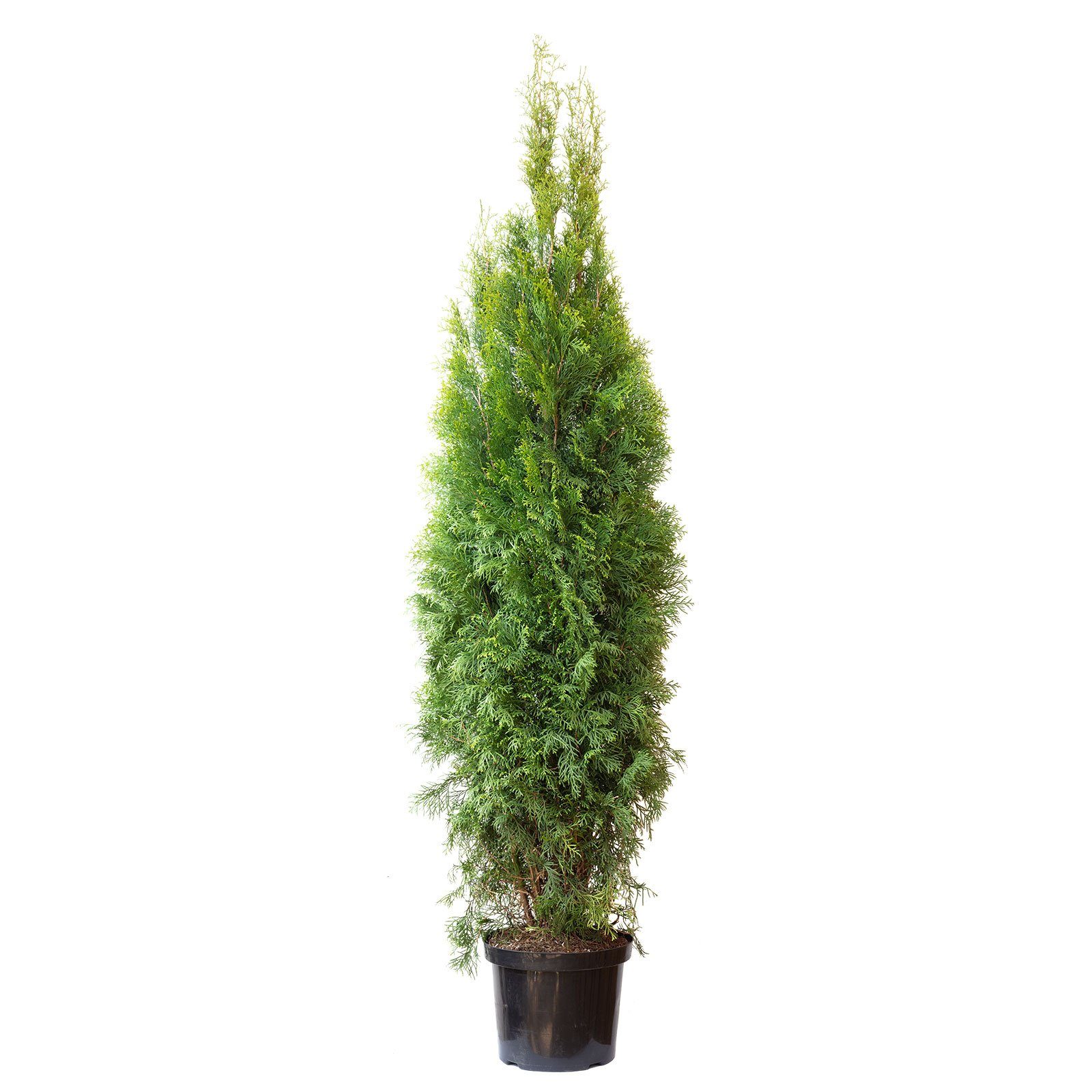 Flowerbox Blumentopf bepflanzt mit Heckenpflanze Lebensbaum "Smaragd" C10 -  Thuja occidentalis smaragd - Höhe ca. 140-160 cm