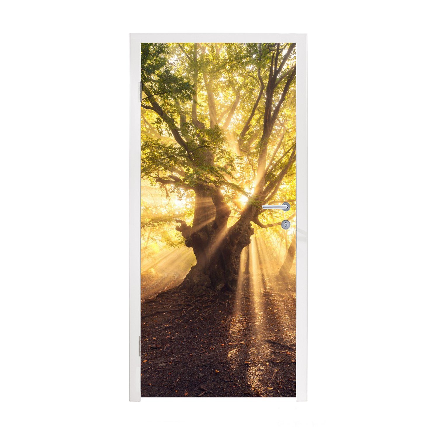 Wald - Sonne, 75x205 Türtapete Tür, St), Matt, bedruckt, cm MuchoWow für (1 Baum Türaufkleber, Fototapete -