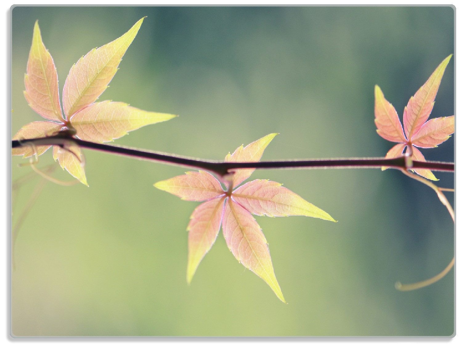 Schneidebrett Herbstblume