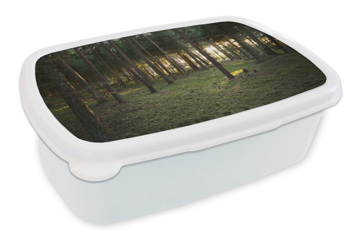 MuchoWow Lunchbox Baum - Sonne - Gras, Kunststoff, (2-tlg), Brotbox für Kinder und Erwachsene, Brotdose, für Jungs und Mädchen weiß