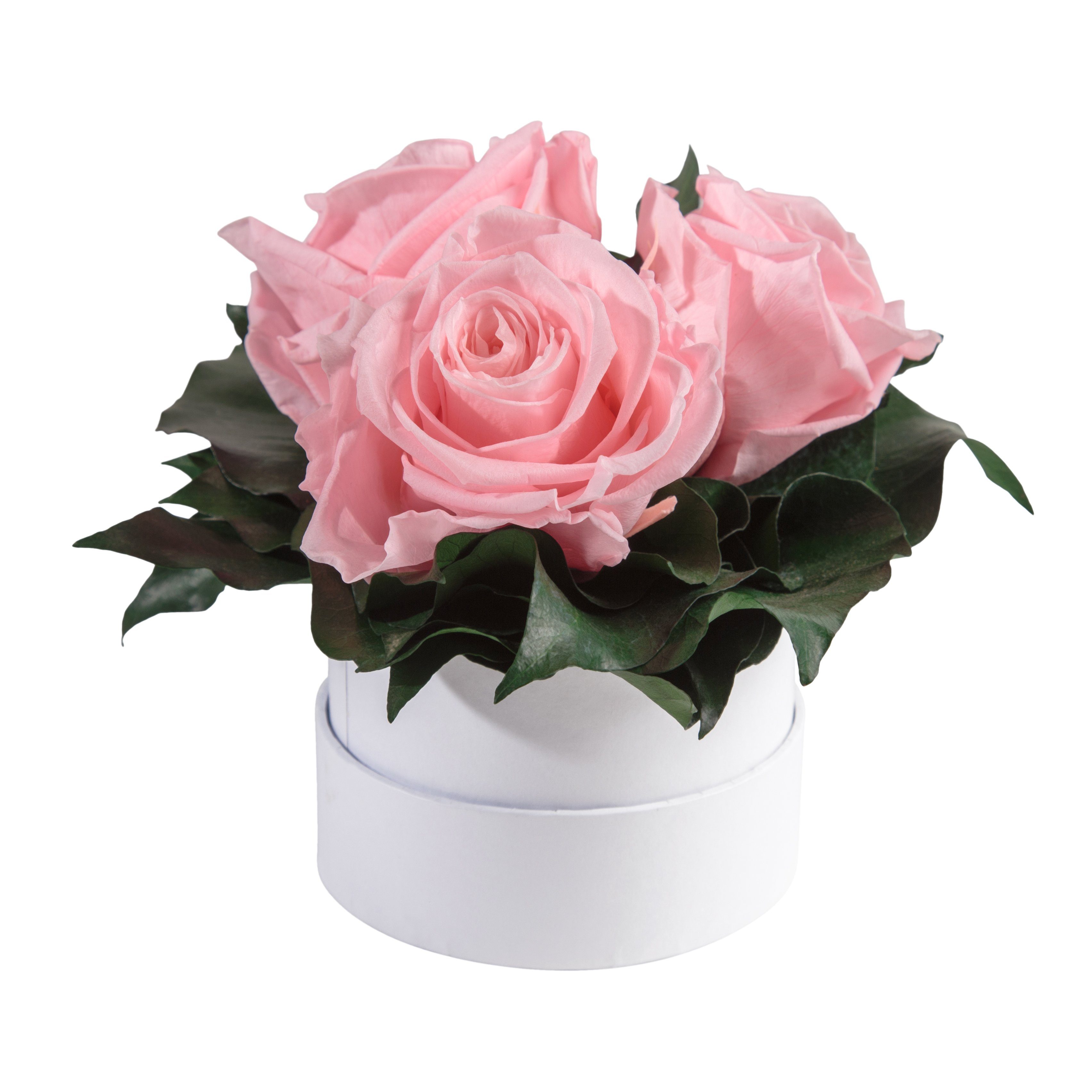 Rose, Kunstblume weiß Rosen 3 ROSEMARIE Geschenk Rosenbox Rosen Höhe 10 cm, für Infinity rund konserviert Heidelberg, SCHULZ echte Rosa Sie