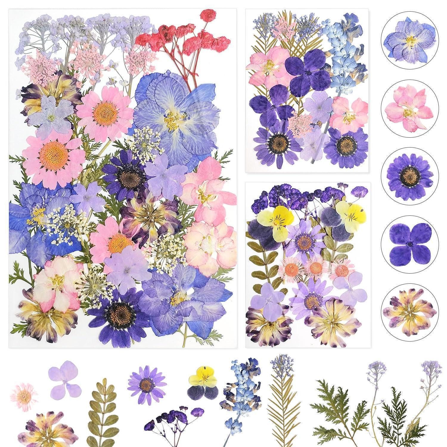 Trockenblume Trockenblumen Lila Gänseblümchen 3er Pack, LuxusKollektion, Höhe 0.5 cm